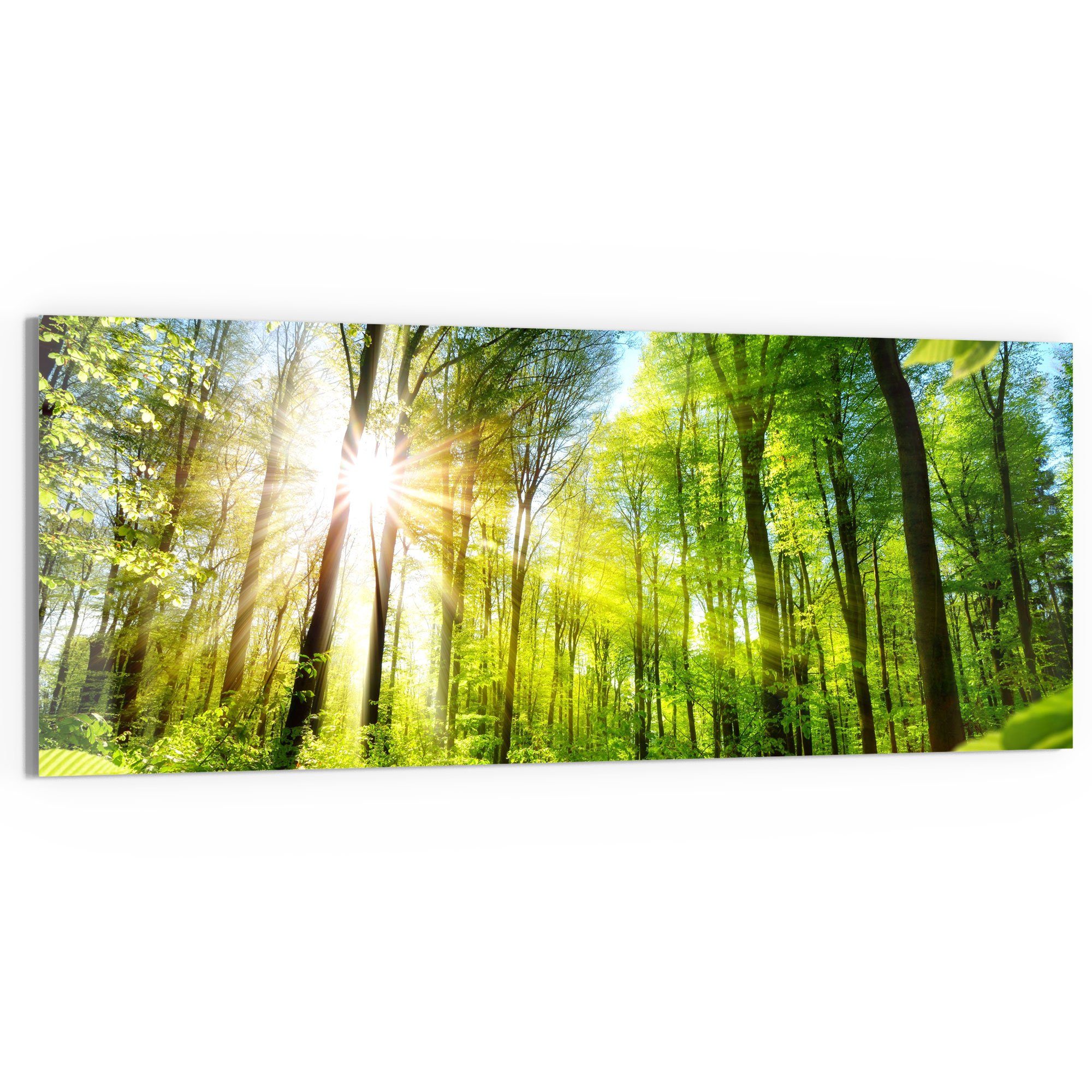 DEQORI Glasbild 'Licht durchdringt Bäume', 'Licht günstig online kaufen