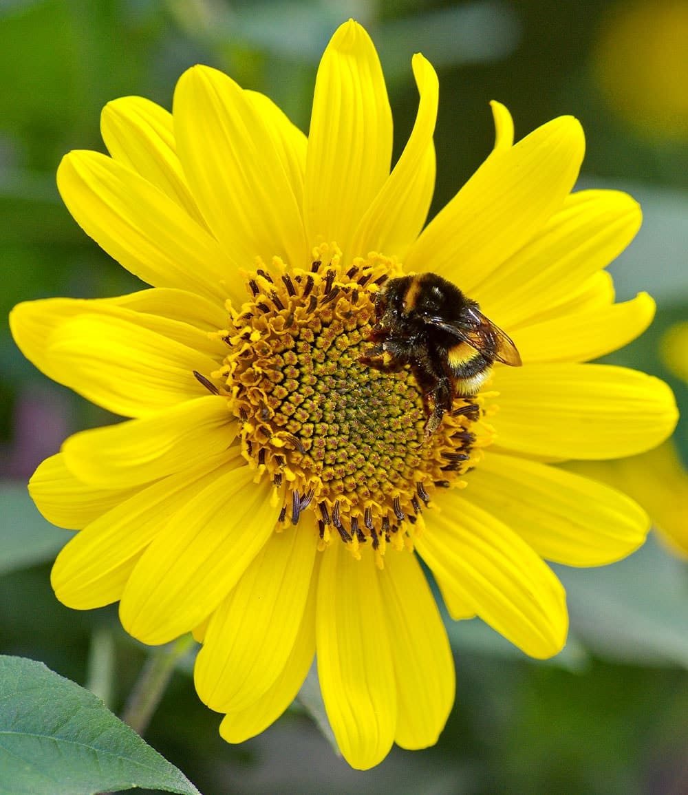 BALDUR Garten Staude Winterharte Sonnenblume 'SunCatcher®' im XL-Topf, 1 St., Bienenfutterpflanze, winterhart, mehrjährig, bienenfreundlich