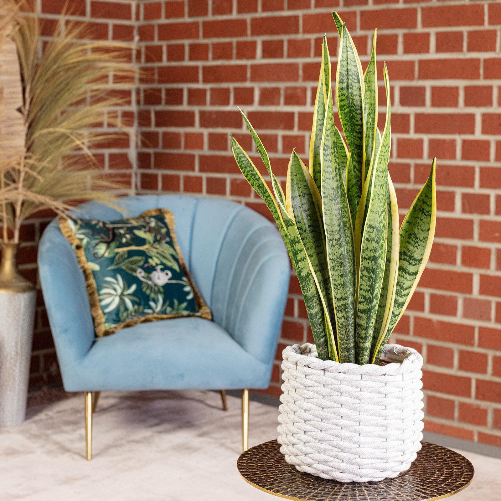 Flowerbox Zimmerpflanze Bogenhanf - Sansevieria trifasciata Laurentii, echt günstig online kaufen