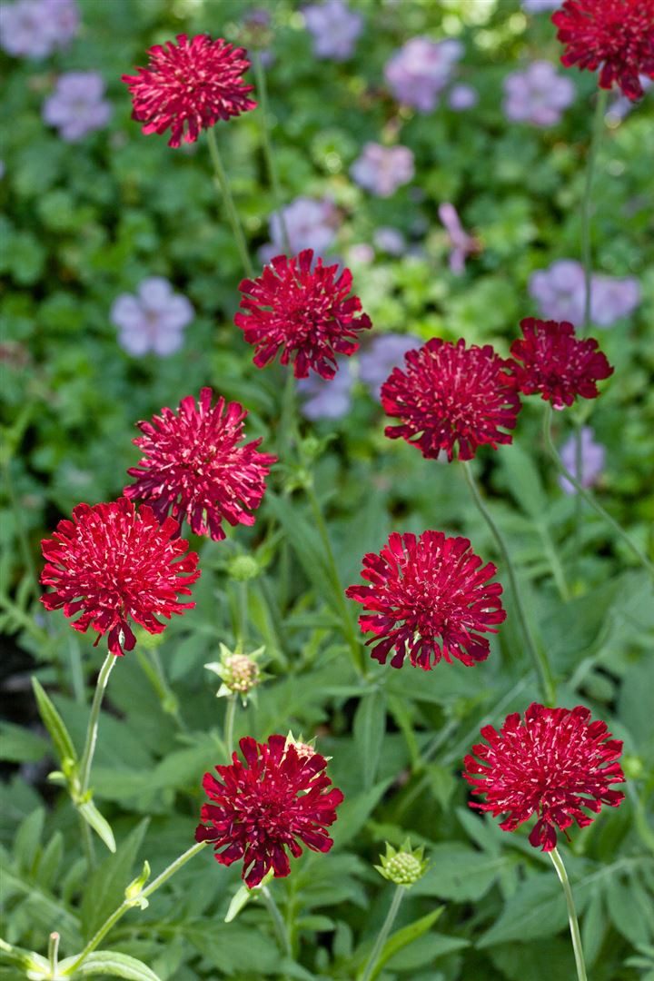 Pflanzen für Dich Staude Knautia macedonica, 1 St., Mazedonische Witwenblume, Purpur-Witwenblume
