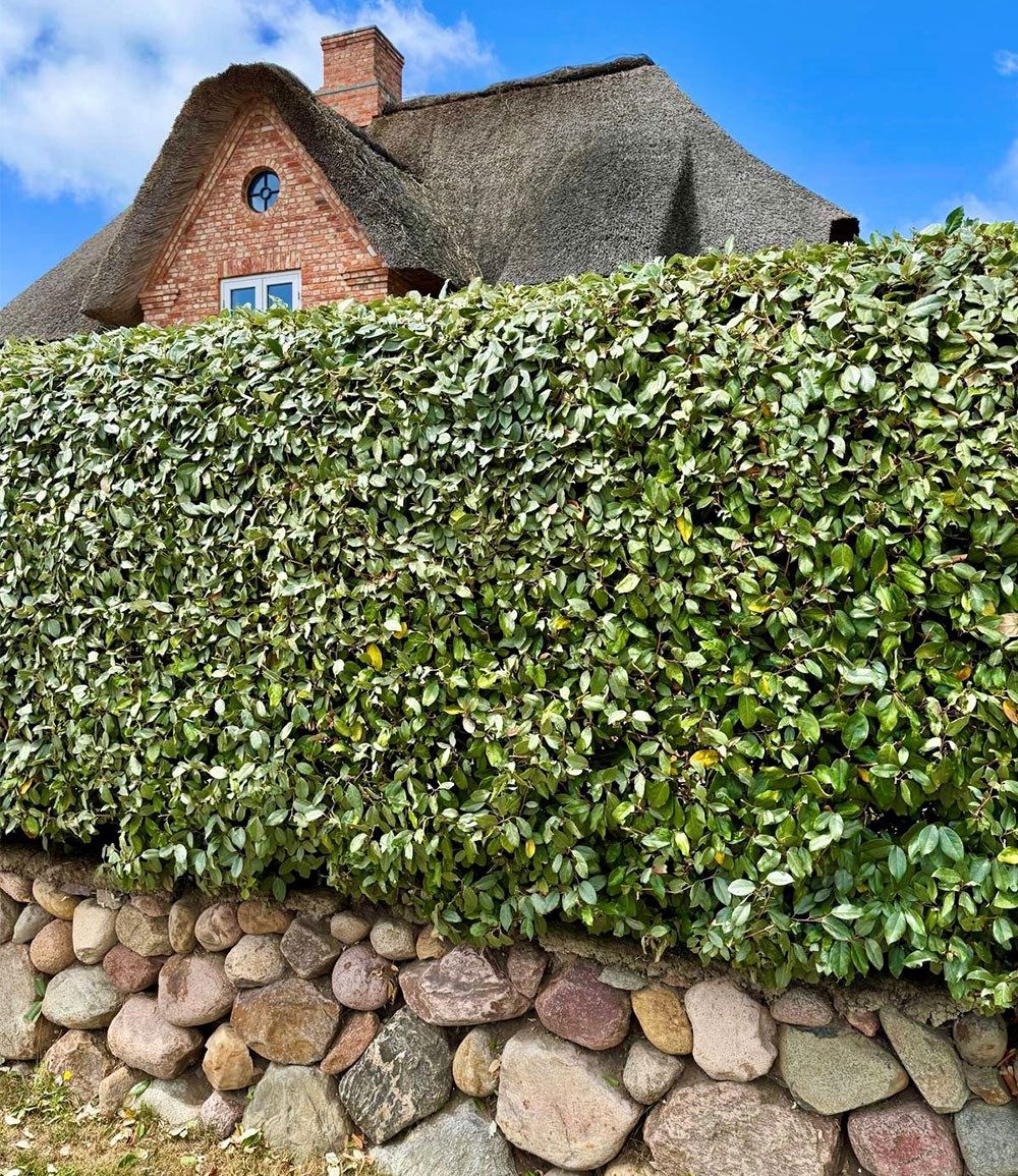 BALDUR Garten Hecken Immergrüne Ölweiden Hecke 'Compacta', 1 St., Ebbings-Ölweide, winterhart, glänzendes Laub, duftend, dichtwachsend