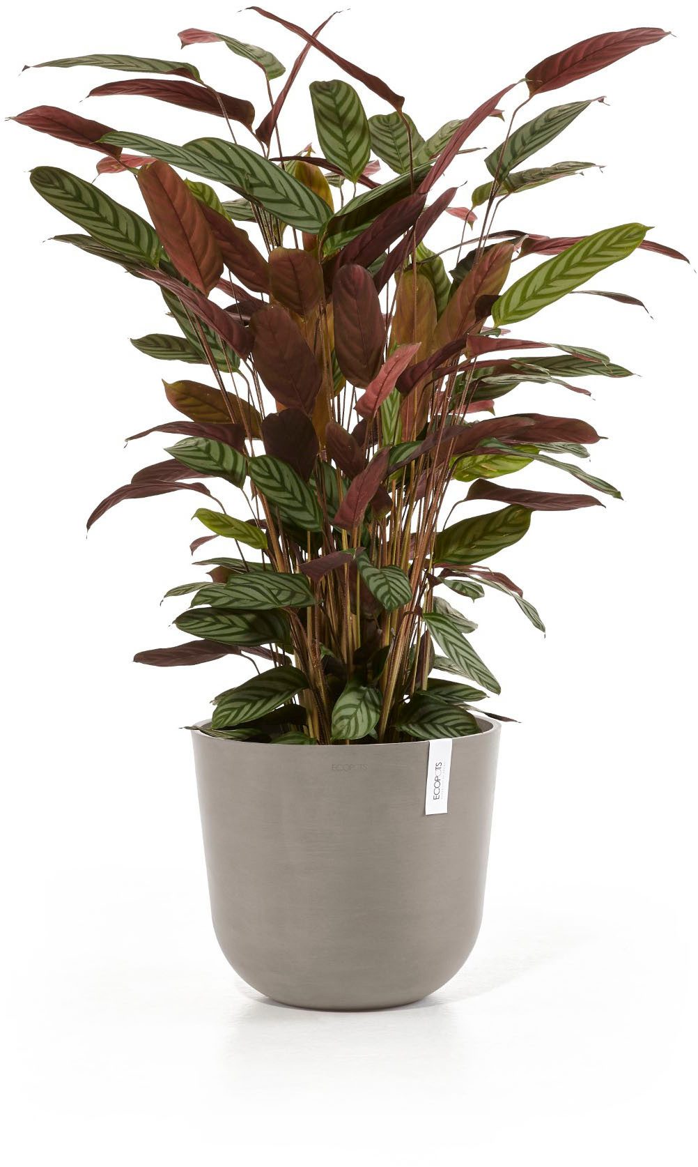 ECOPOTS Blumentopf Oslo 35 Taupe, für innen und außen: frostsicher, bruchsicher und lichtbeständig