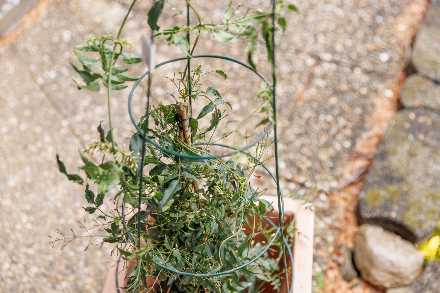 Trend Line Rankhilfe TrendLine Rankstütze Ø günstig online kaufen