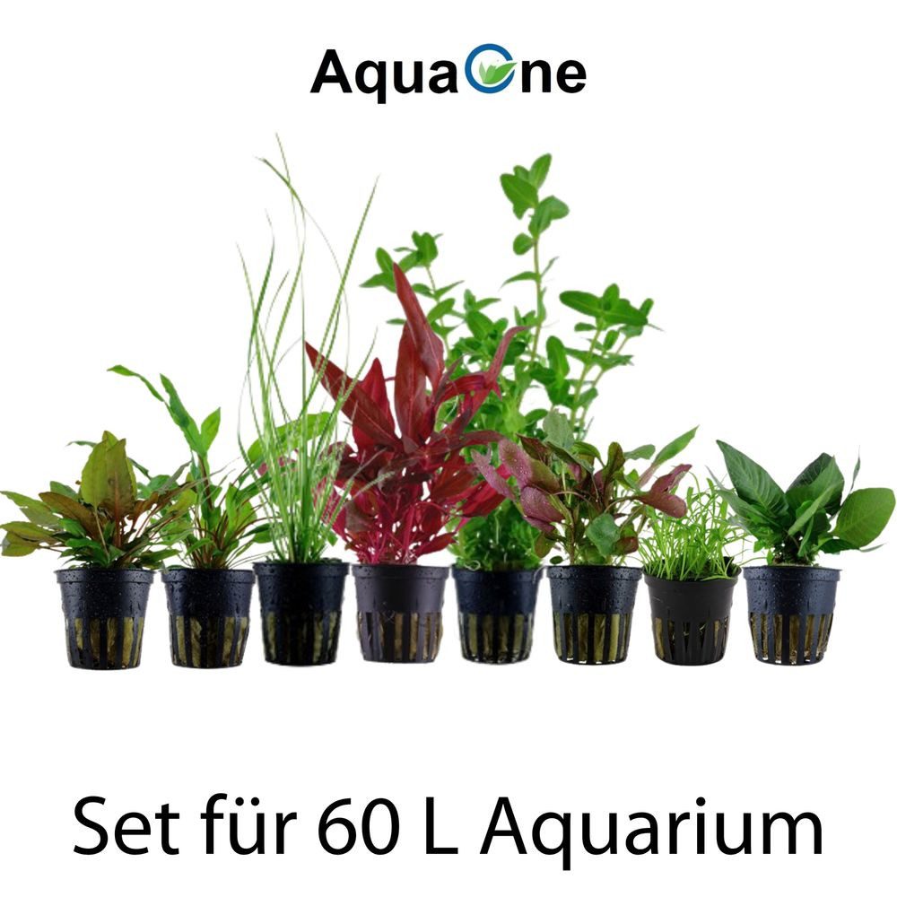 Aquaone Wasserpflanze Set für 60 Liter Aquarien mit 8 Pflanzen Aquariumpfla günstig online kaufen
