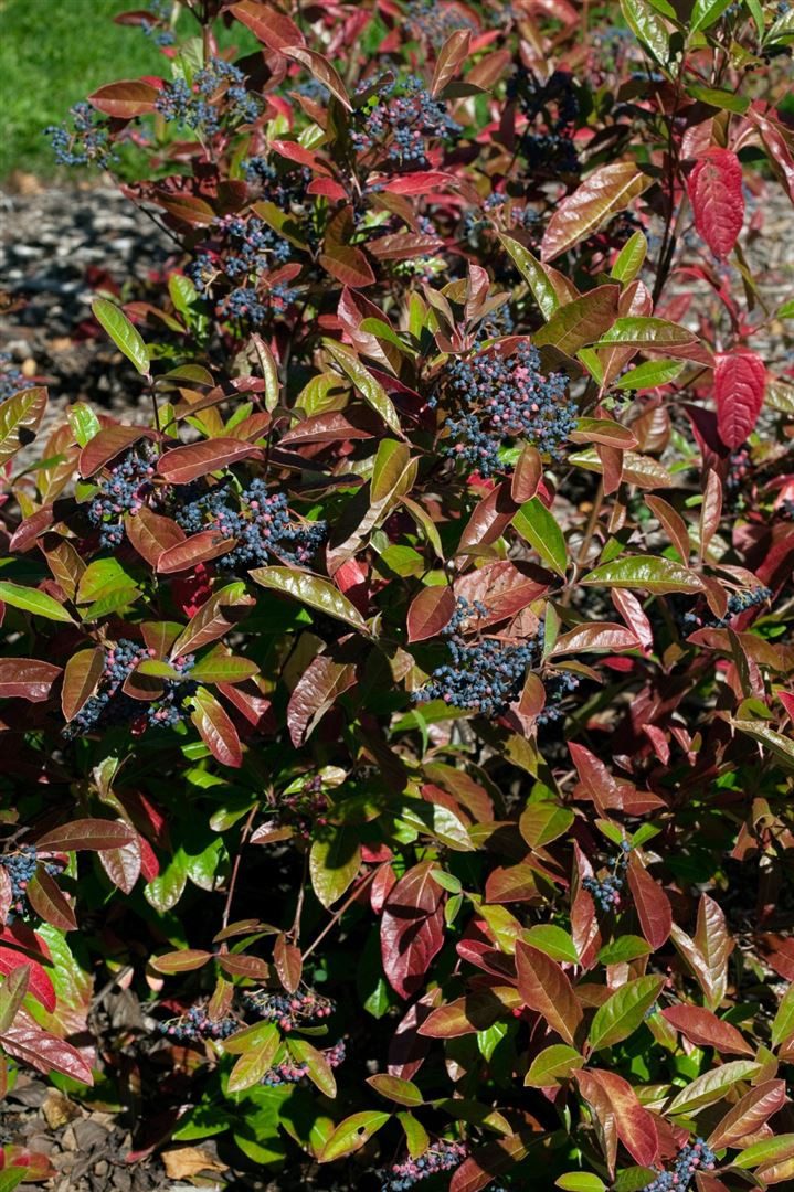 Pflanzen für Dich Gehölze Viburnum nudum 'Brandywine', 1 St., Nacktschneeball