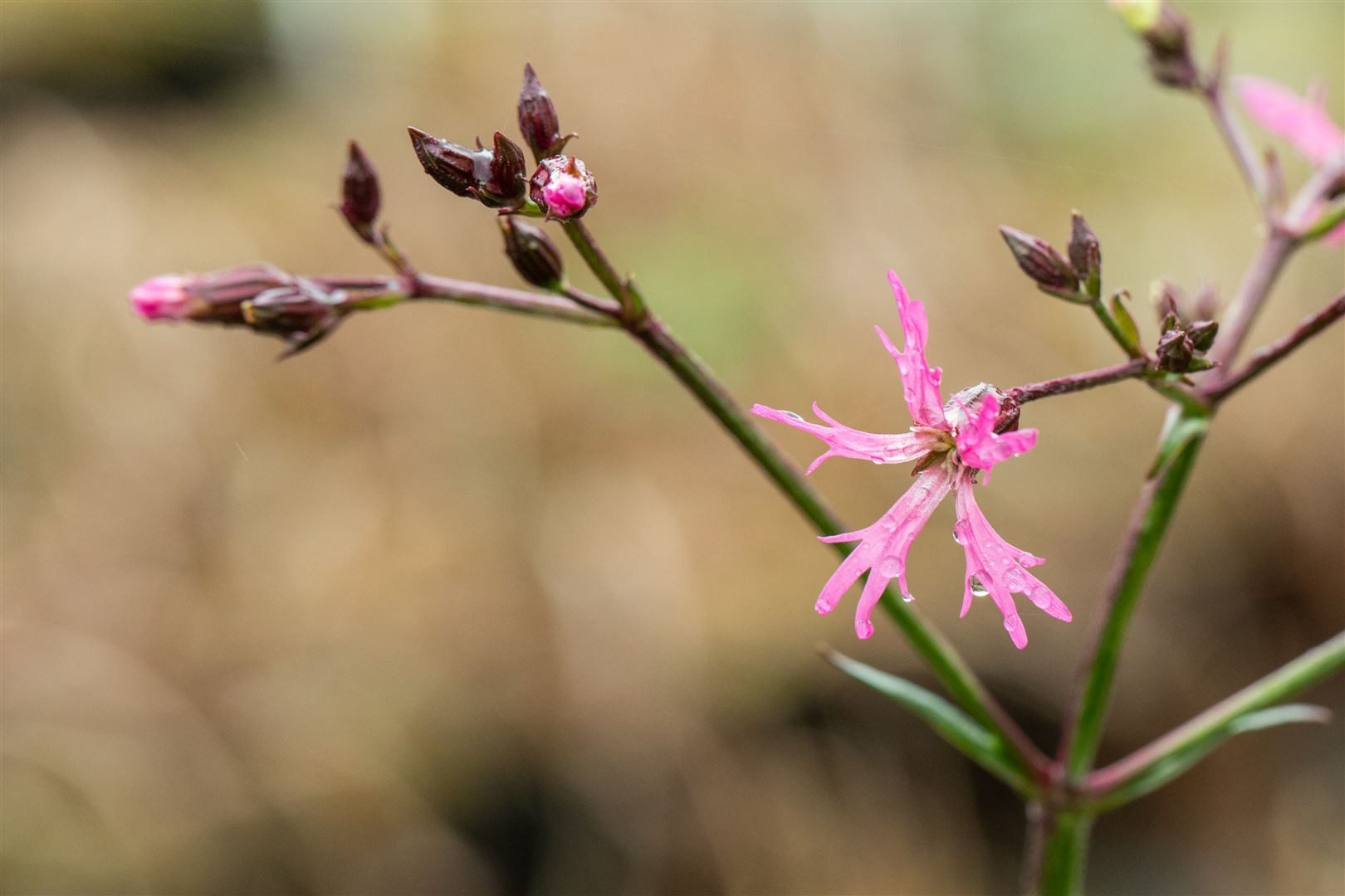 Pflanzen für Dich Staude Lychnis flos-cuculi, 1 St., Kuckucks-Lichtnelke, Kuckucksnelke – Bild 5 von 5