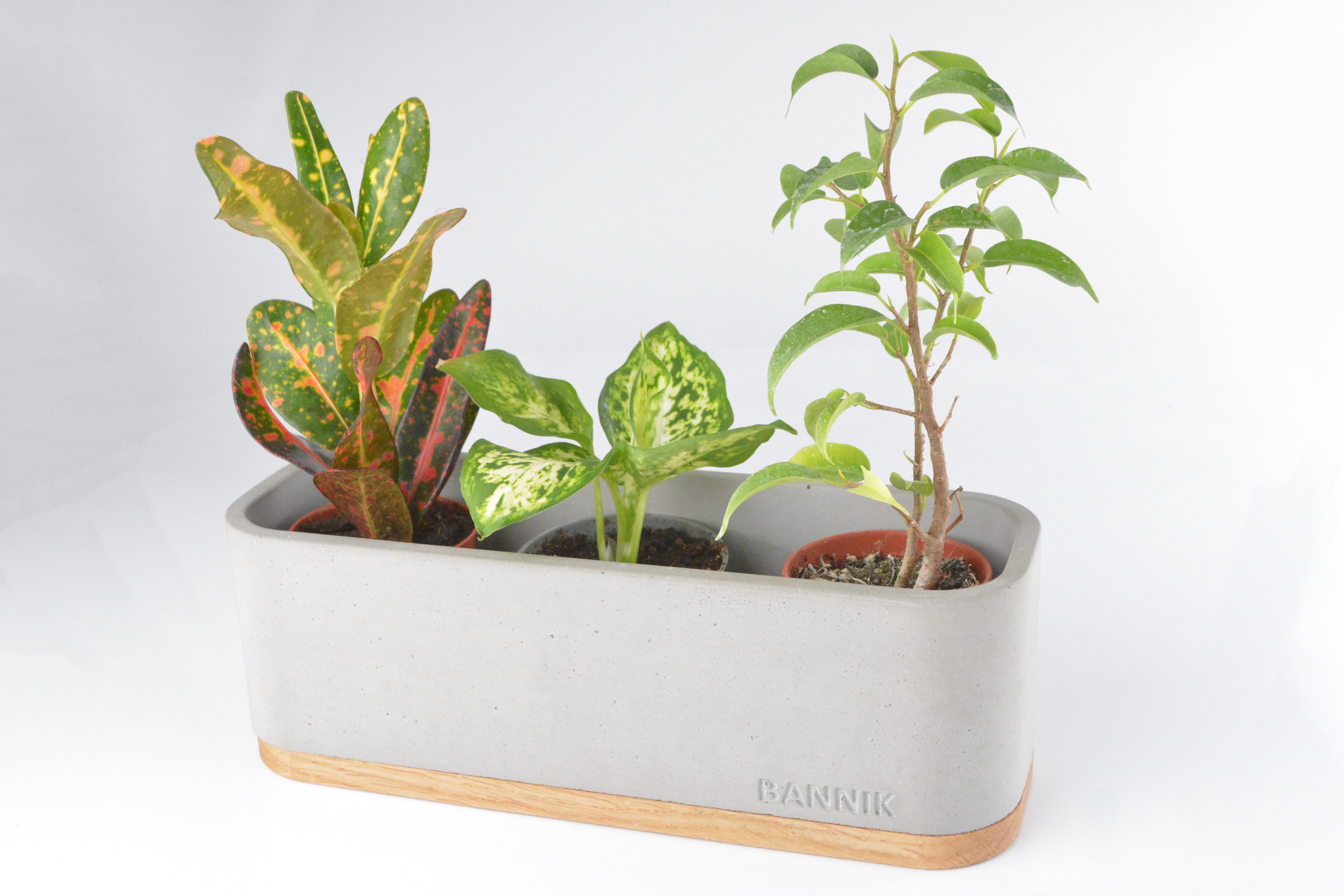 Bannik Blumentopf aus Beton und Holz günstig online kaufen