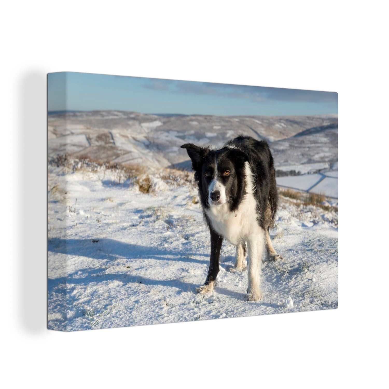 OneMillionCanvasses® Leinwandbild Ein Border Collie Aufhängefertig, Schneehügeln, den (1 Wanddeko, Wandbild in St), cm 30x20 Leinwandbilder
