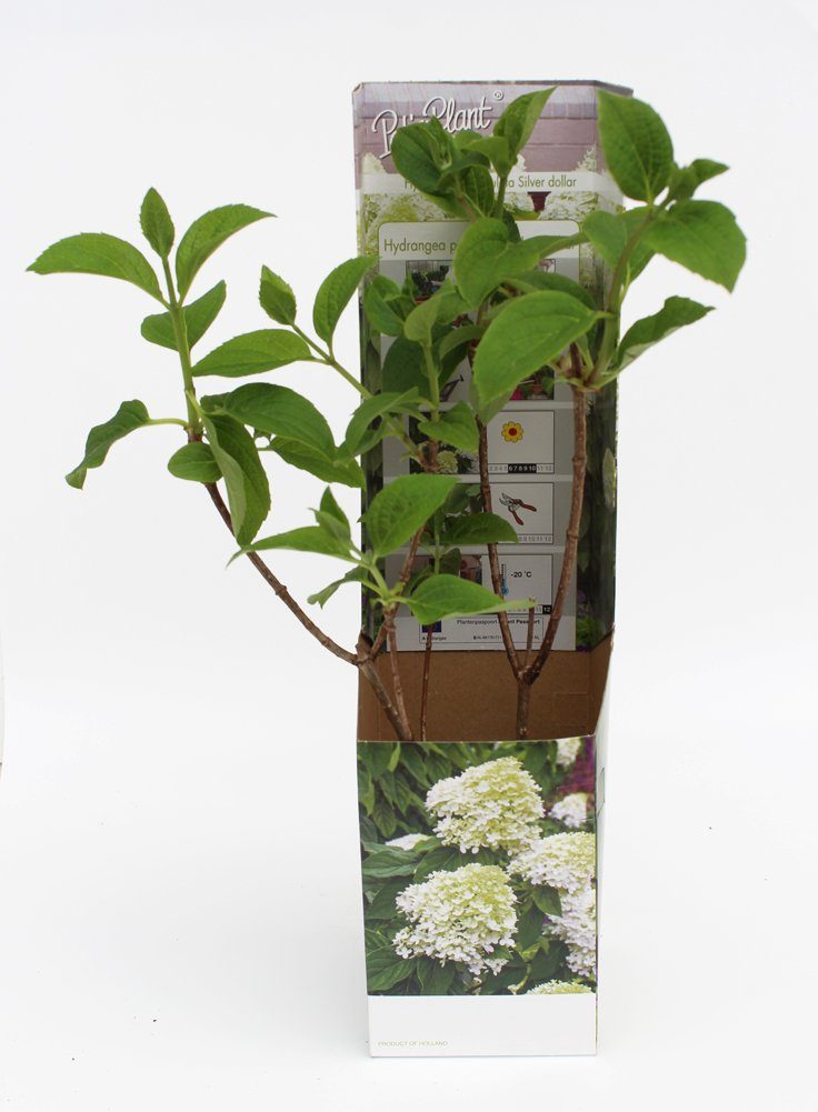 Kunstblume Hortensie Hydrangea paniculata Rispenhortensie Staude weiße