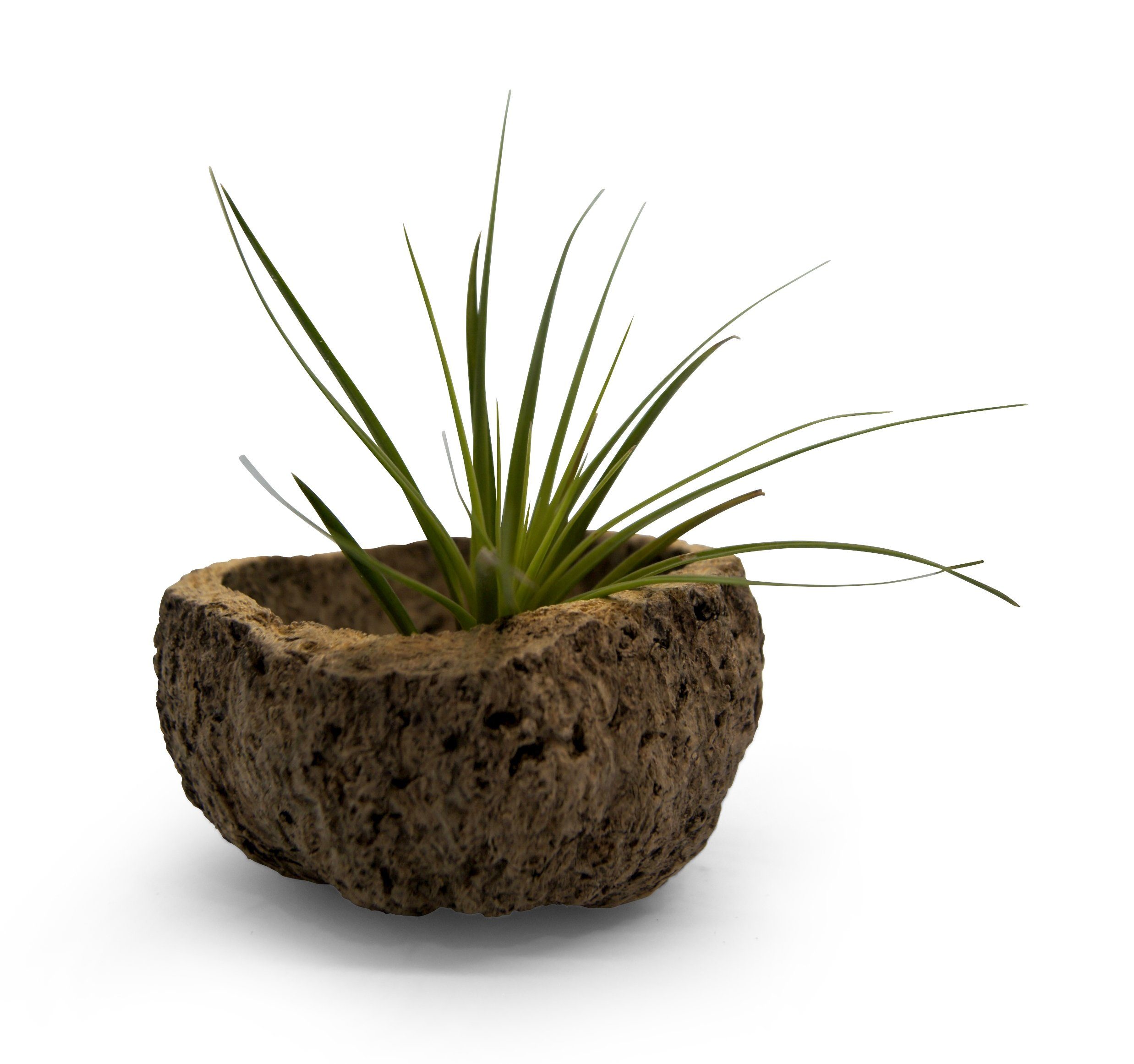 Dekoobjekt Qurico Nuss Schale mit Tillandsia grün