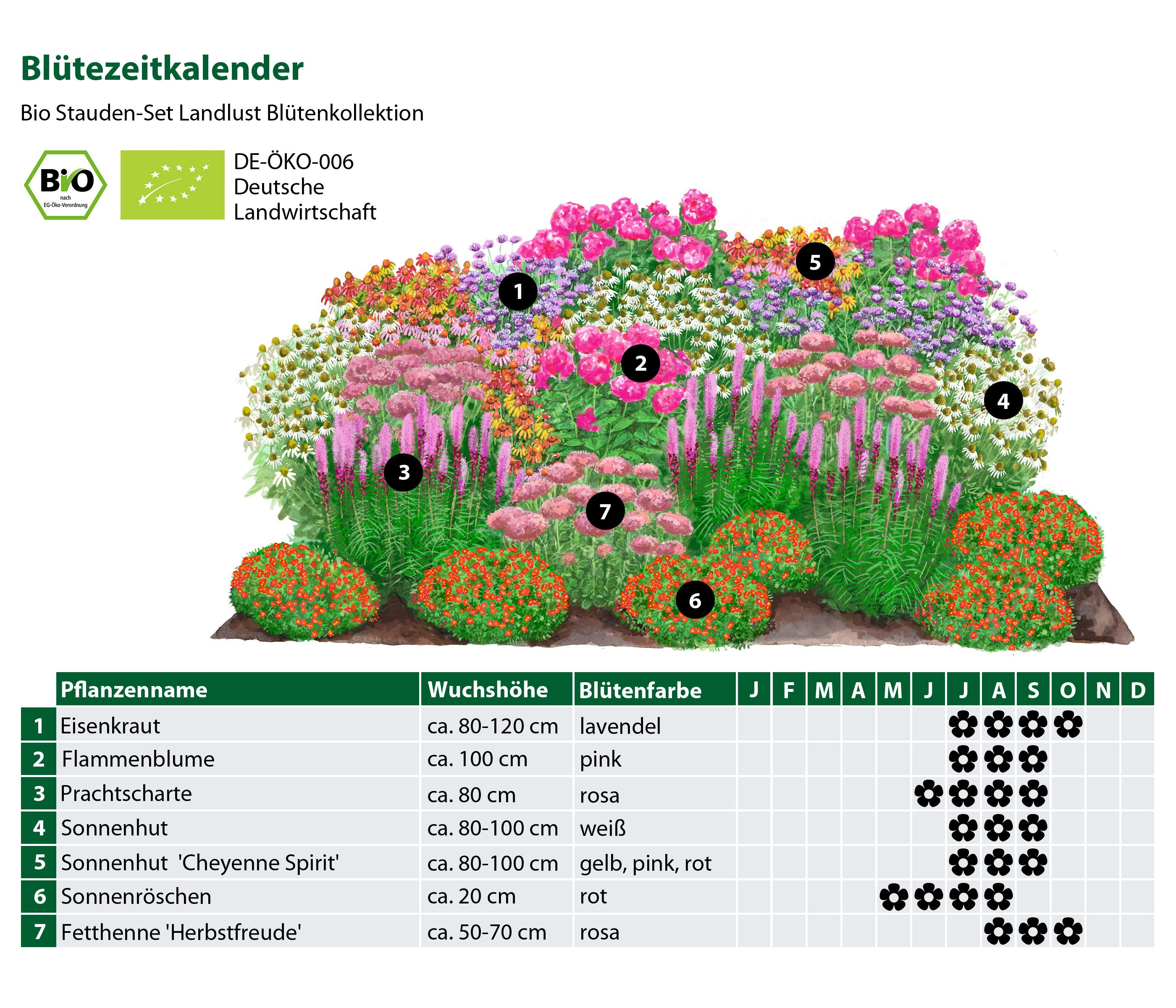 Dehner Staude Bio Stauden-Set Blütenkollektion, je 5-20 cm exkl. Pflanztopf, exklusive Landlust Kollektion mit 24 Pflanzen für sonnige Standorte