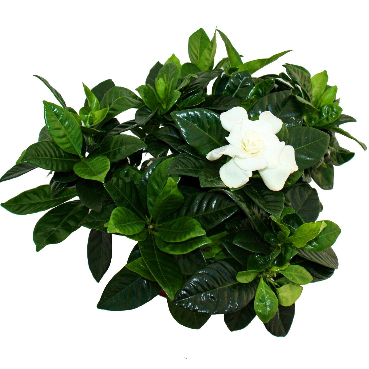 Exotenherz Zimmerpflanze Gardenie Duftende Blütenpflanze creme-weiß farbene günstig online kaufen