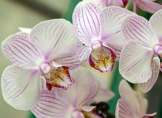 Papermoon Fototapete »White Orchid«, glatt-Otto