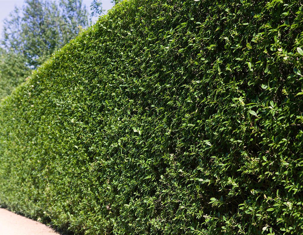 Garten von Ehren Hecken Ligustrum ovalifolium, Containerware 40-60 cm