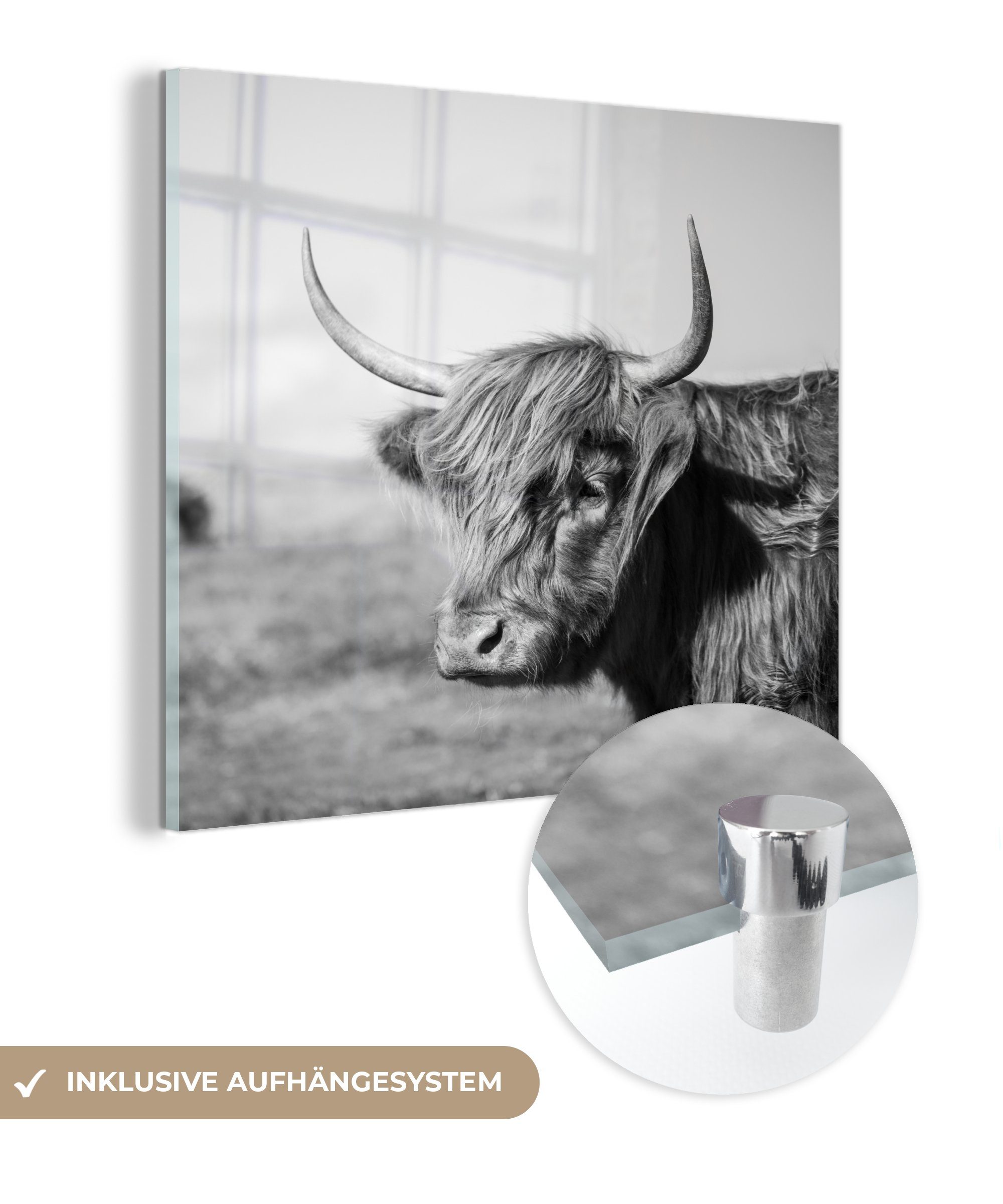 MuchoWow Acrylglasbild Schottischer Highlander - Tiere - Schwarz - Weiß, (1 St), Glasbilder - Bilder auf Glas Wandbild - Foto auf Glas - Wanddekoration