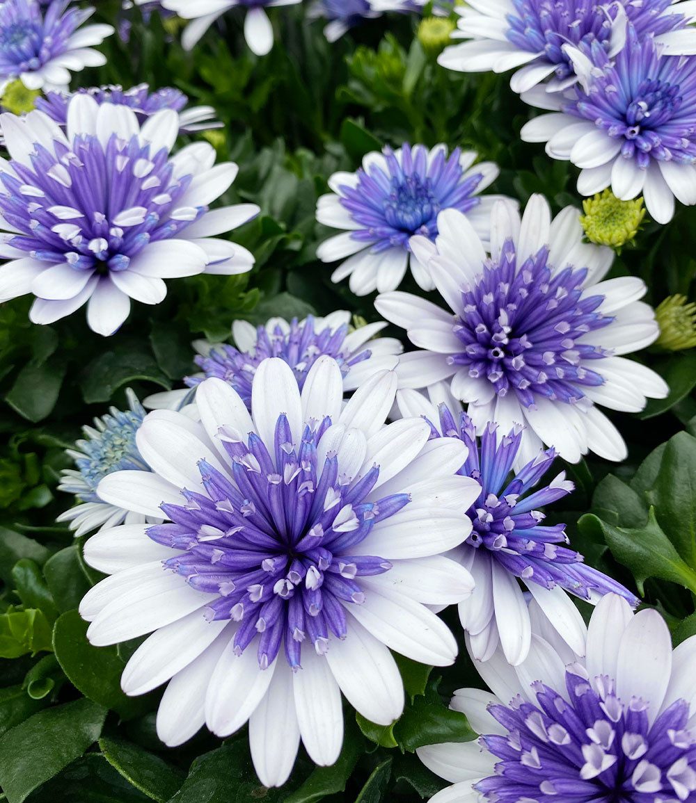 BALDUR Garten Balkonpflanze Kapkörbchen '3D Steel Blue®', 2 St., Kapmargerite, gefüllte Blüten, pflegeleicht