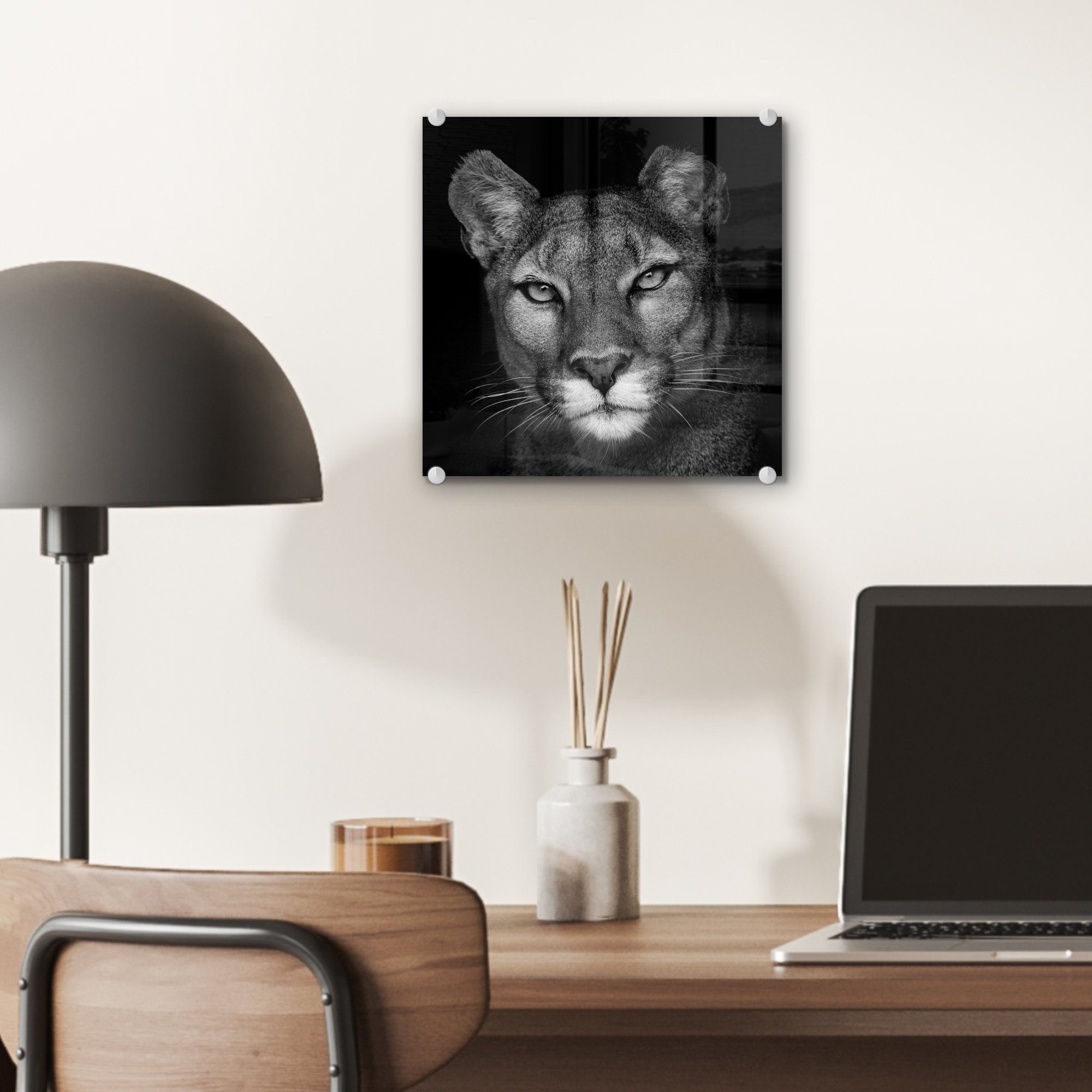 MuchoWow Acrylglasbild Glasbilder auf - auf Hintergrund, Wanddekoration Bilder - (1 St), Glas Foto Porträtfoto eines schwarzem Wandbild Glas - Pumas auf