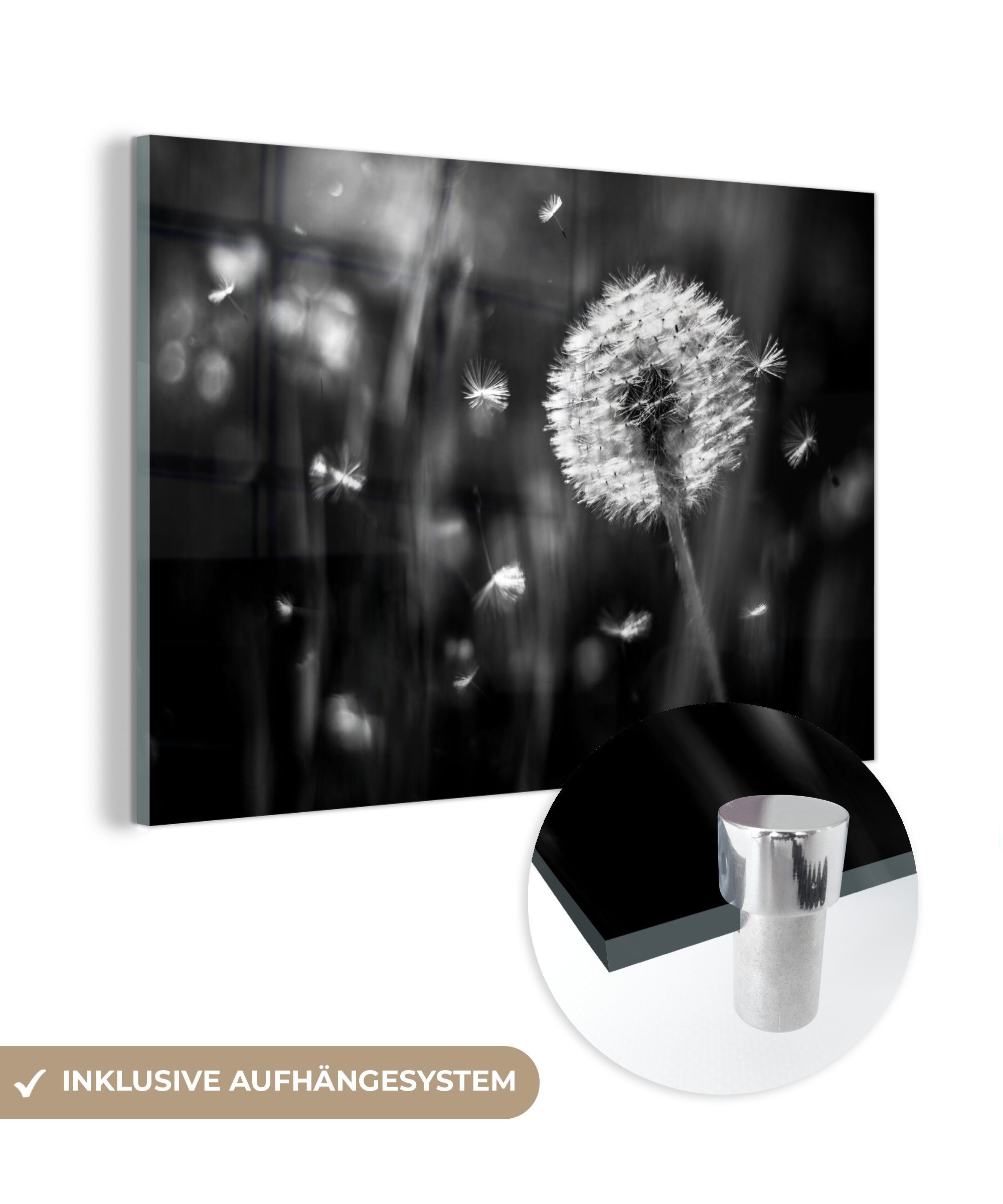 MuchoWow Acrylglasbild Löwenzahn - Schwarz - Weiß - Pflanze, Inkl. Aufhängung, Glasbilder Wohnzimmer, Schlafzimmer, Flur & Esszimmer, 30x20 cm