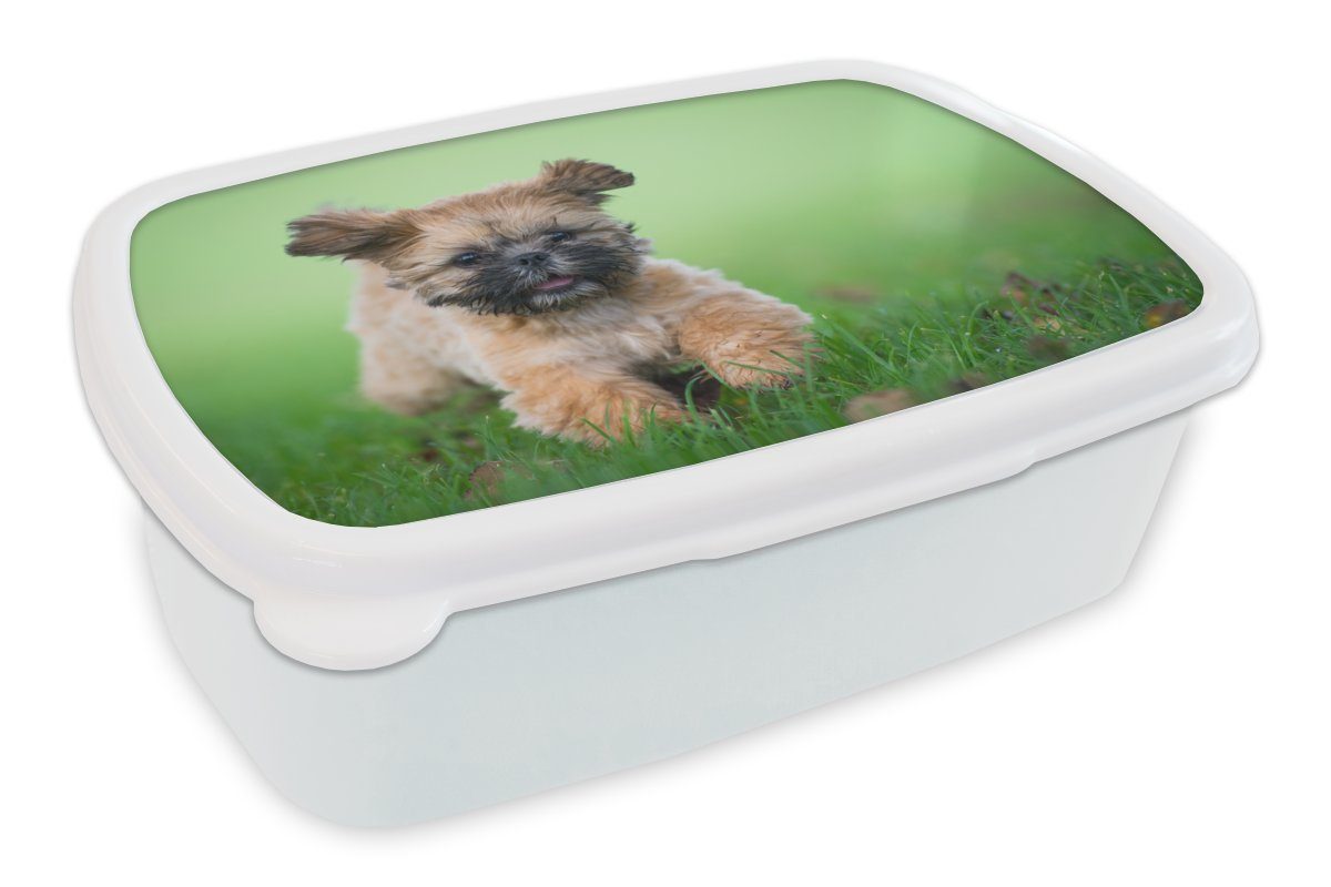 und niedlicher für Lunchbox Brotdose, MuchoWow Erwachsene, Brotbox Shih das weiß Jungs und für Gras Kunststoff, Hund, Kinder Mädchen läuft, durch (2-tlg), Tzu der Ein