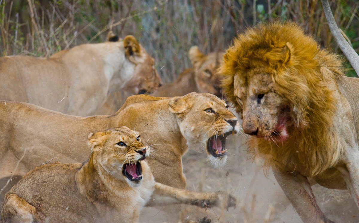 Papermoon Fototapete Löwenfamilie im Kampf