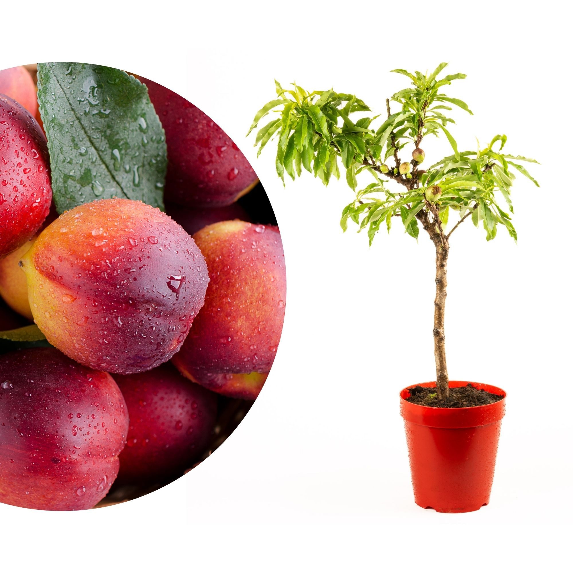 Meine Orangerie Obstpflanze Zwergobst Stämmchen - diverse Sorten, mehrjähriger Obstbaum, winterhartes Zwergobstbäumchen für Garten, Balkon oder Terrasse