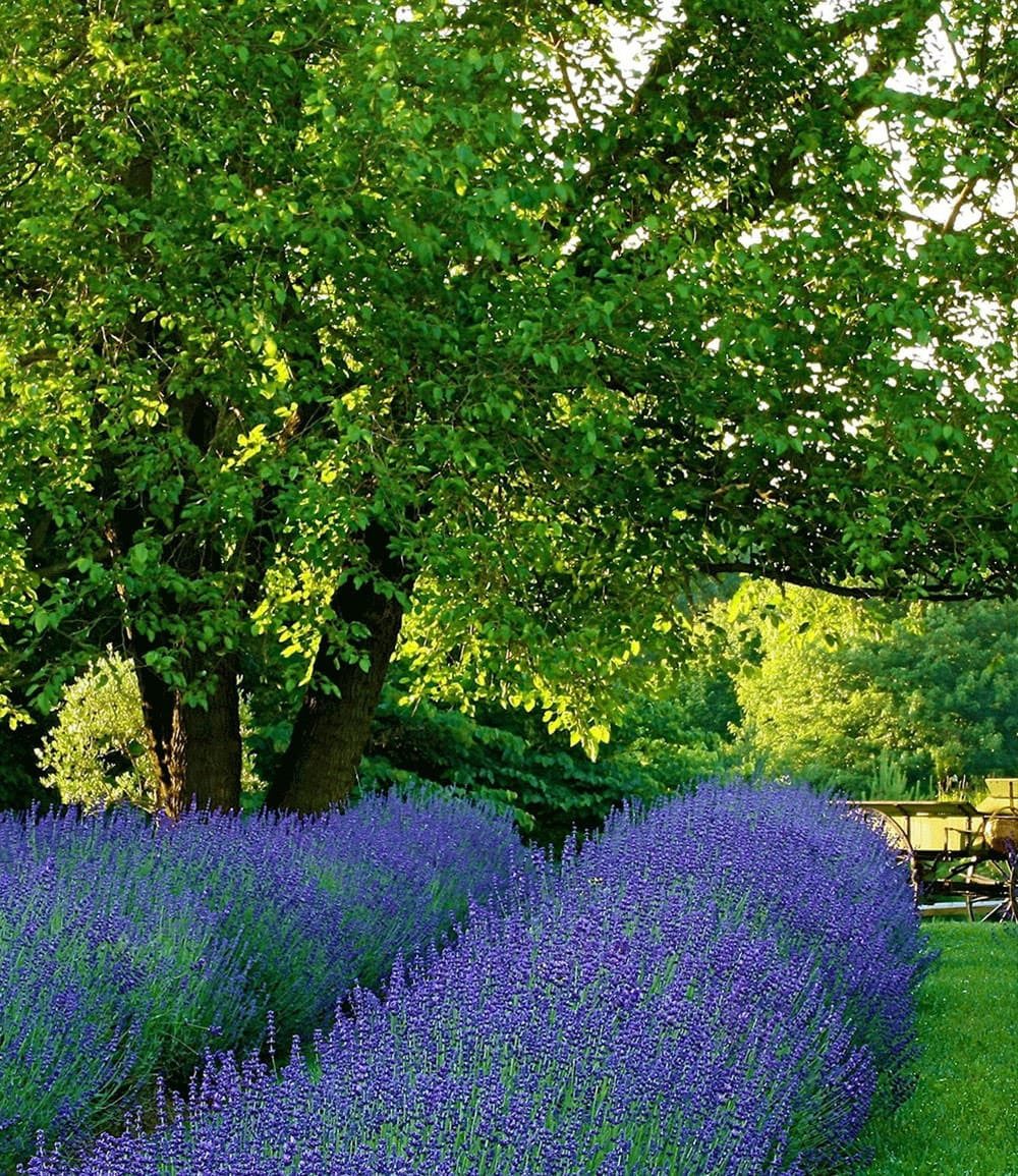 BALDUR Garten Staude Lavendel 'Phenomenal®' im 2-Liter Topf, 1 St., Lavendelsäckchen, duftend, winterhart, mehrjährig, pflegeleicht