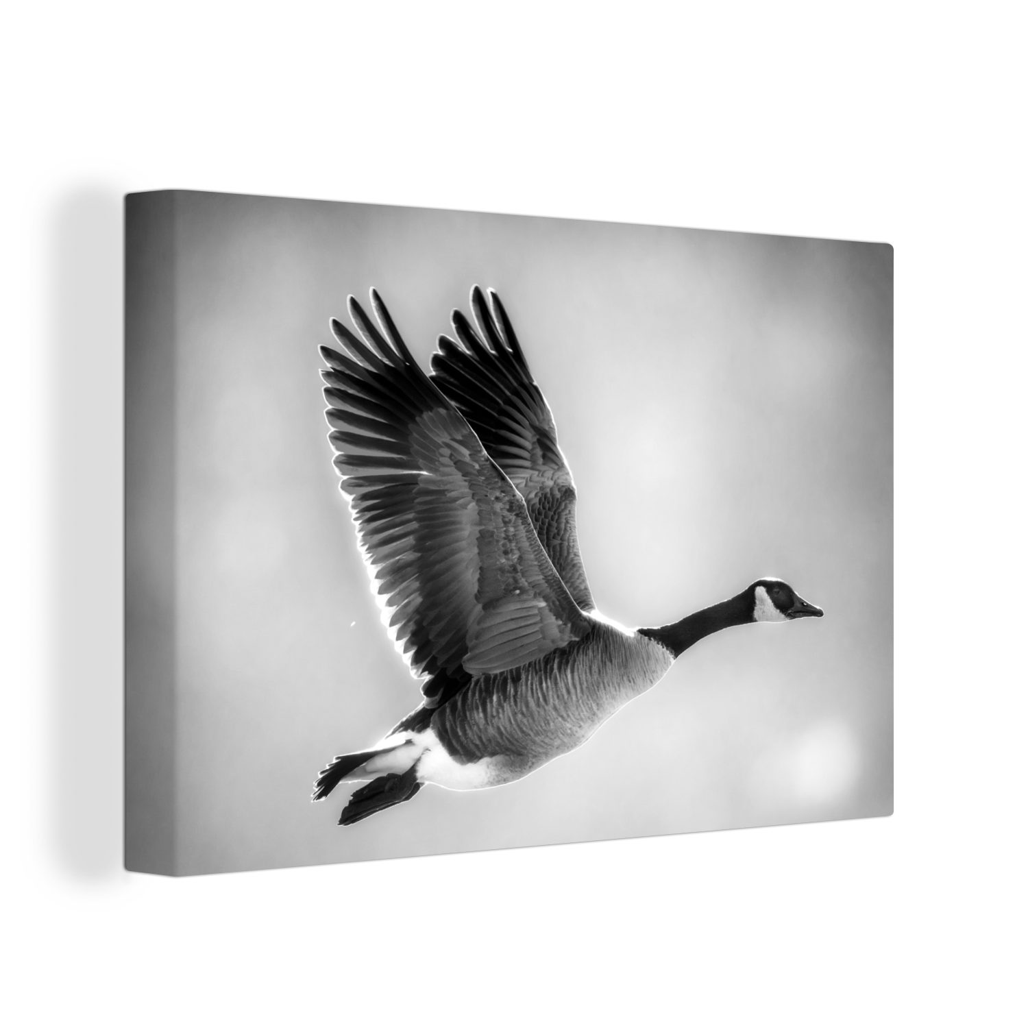OneMillionCanvasses® Leinwandbild Nahaufnahme einer Kanadagans im Flug - schwarz und weiß, (1 St), Wandbild Leinwandbilder, Aufhängefertig, Wanddeko, 30x20 cm | Leinwandbilder