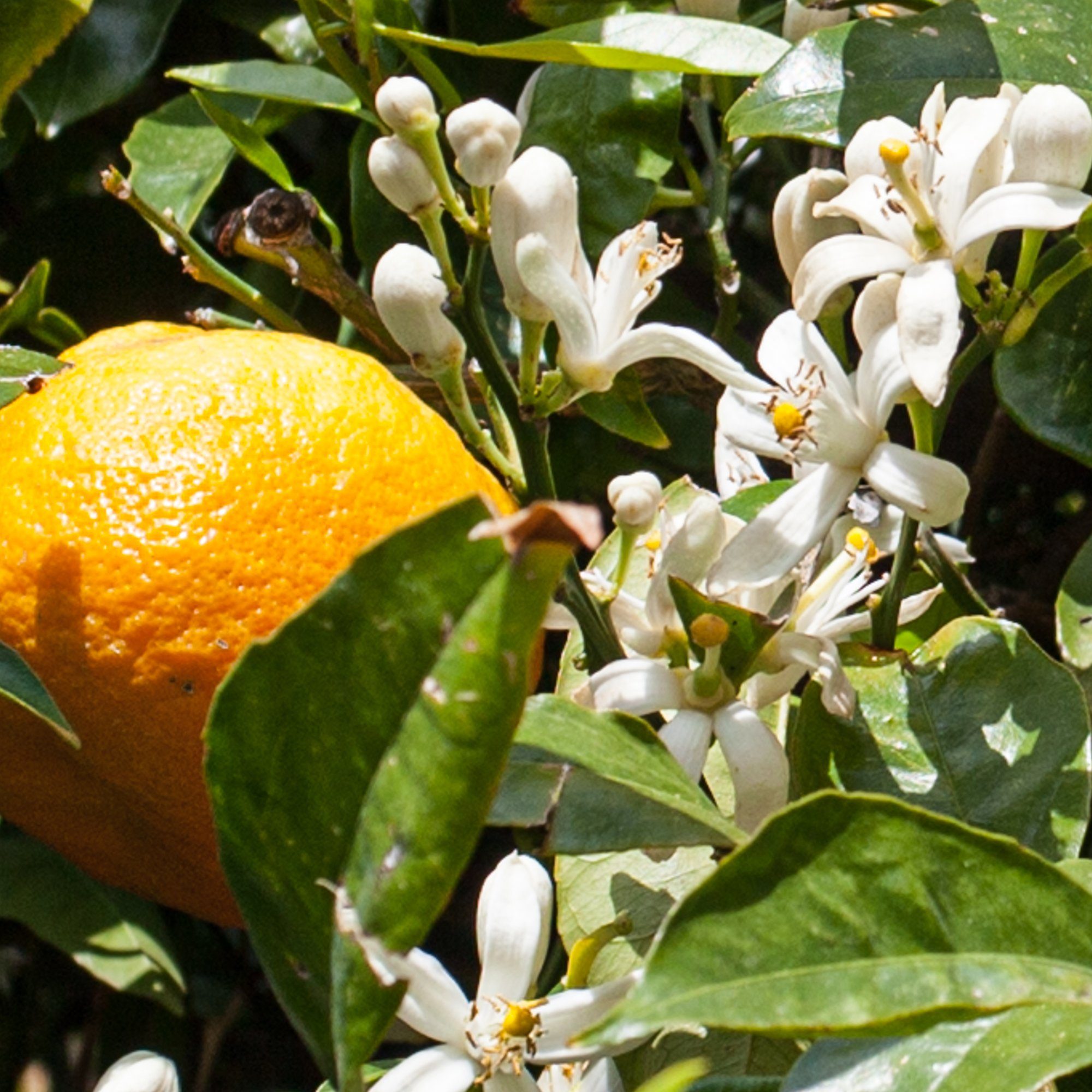 myrto Naturkosmetik Gesichtsserum Brightening Vitamin Serum – für einen ebenmäßigen, strahlenden Teint, Bestbewertung bei Codecheck: 100% EMPFEHLENSWERT (grüner Ring)