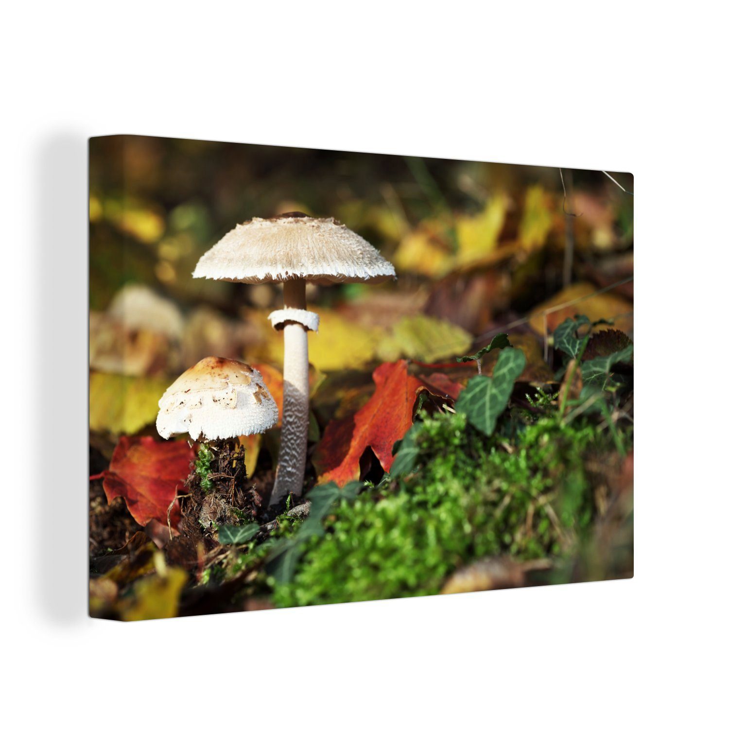 OneMillionCanvasses® Leinwandbild Pilze in einem Wald, (1 St), Wandbild Leinwandbilder, Aufhängefertig, Wanddeko, 30x20 cm