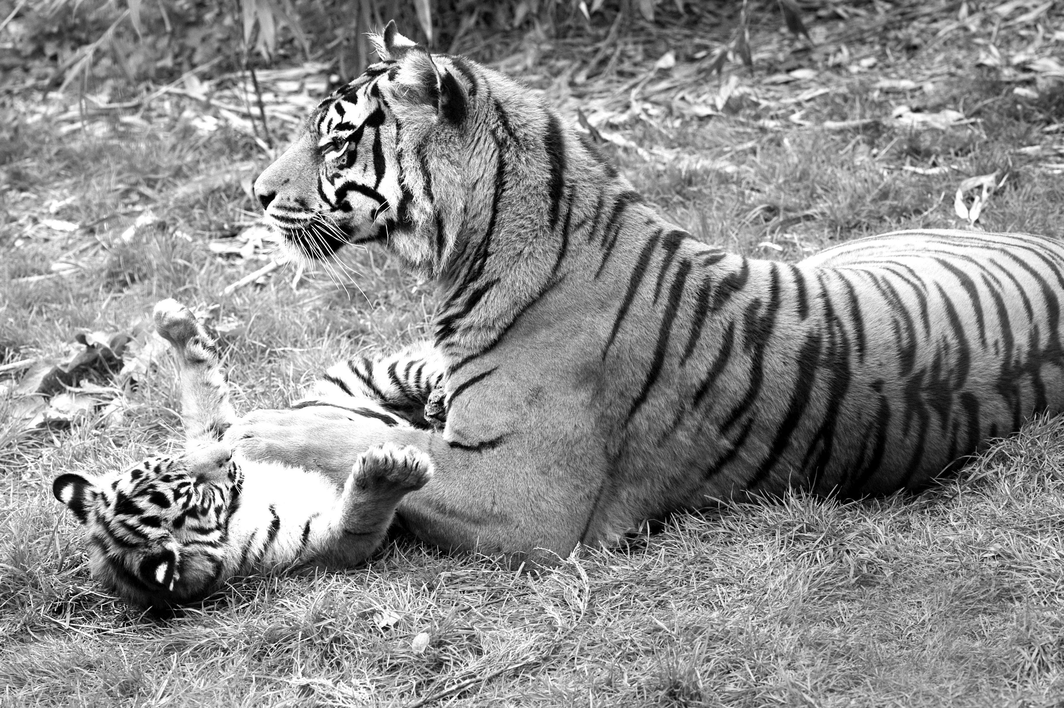 Weiß Schwarz Tiger Fototapete & Papermoon