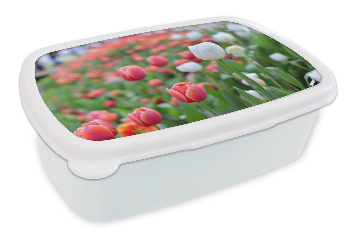 MuchoWow Lunchbox Eine Nahaufnahme von roten und weißen Tulpen, Kunststoff, (2-tlg), Brotbox für Kinder und Erwachsene, Brotdose, für Jungs und Mädchen | Lunchboxen