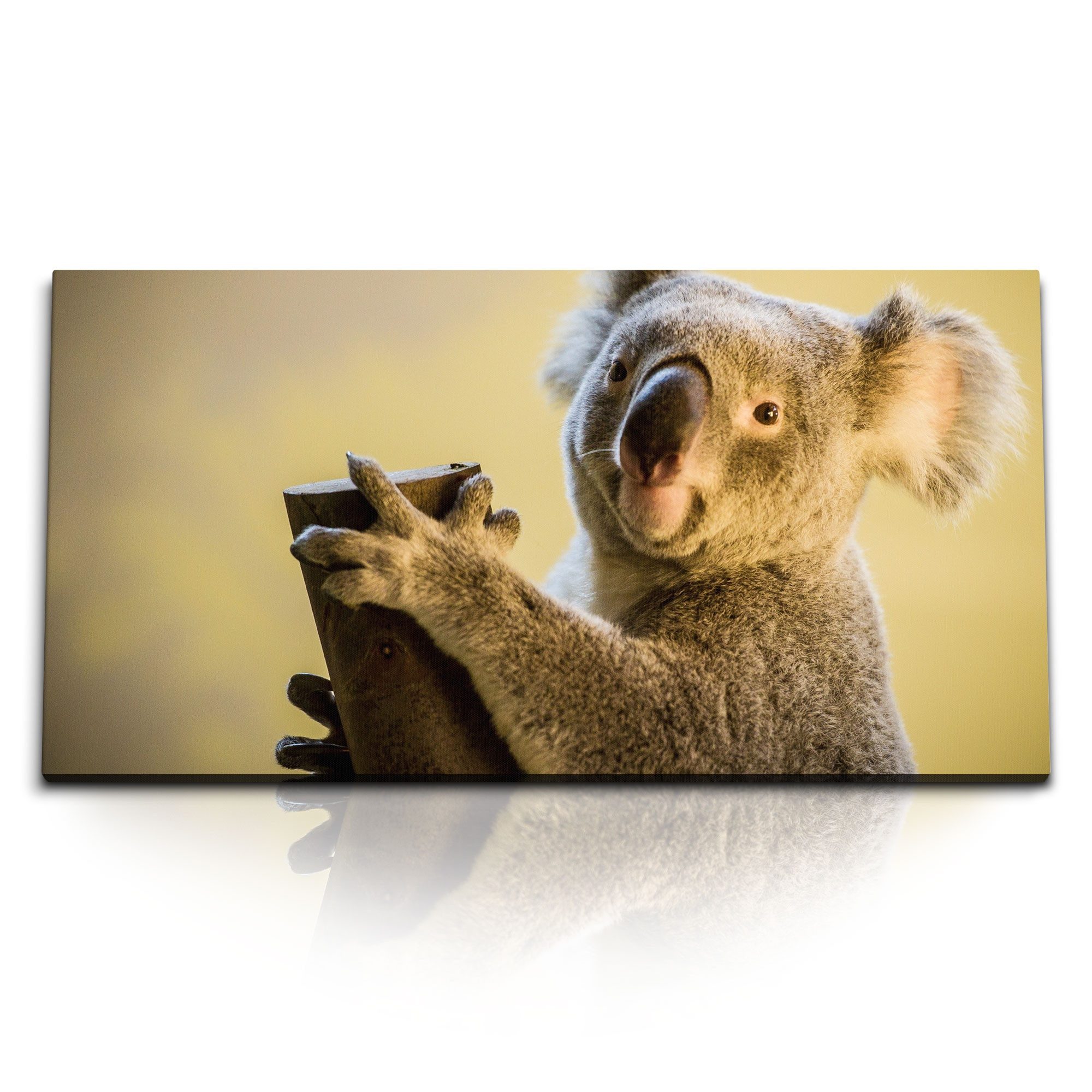 Leinwandbild Kunstdruck Bilder 120x60cm Koala Koalabär Australien Tierfotografie