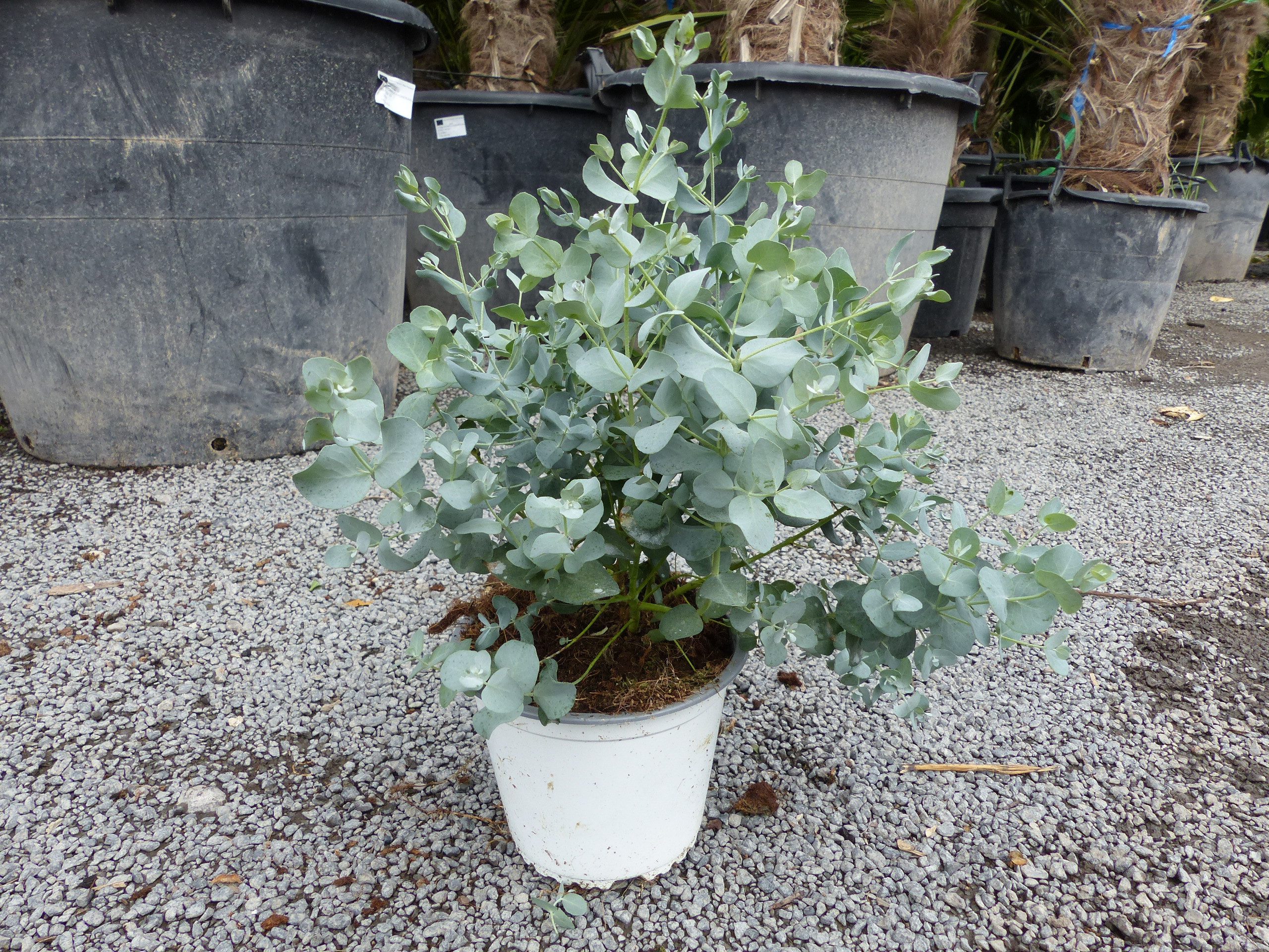 gruenwaren jakubik Zierstrauch 1 Stk Eucalyptus Gunnii Busch Kugel Eukalyptusbaum, Höhe 40 – 50 cm