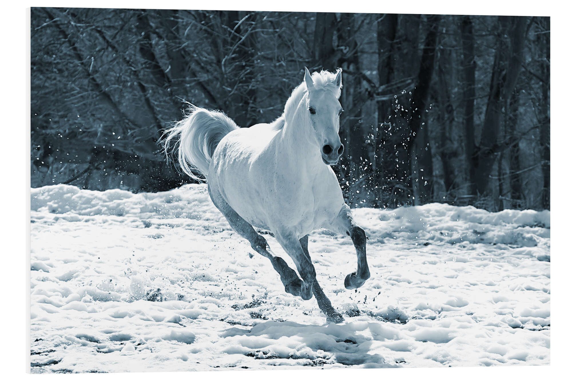 Posterlounge Forex-Bild Editors Choice, Schimmelstute im Schnee, Fotografie