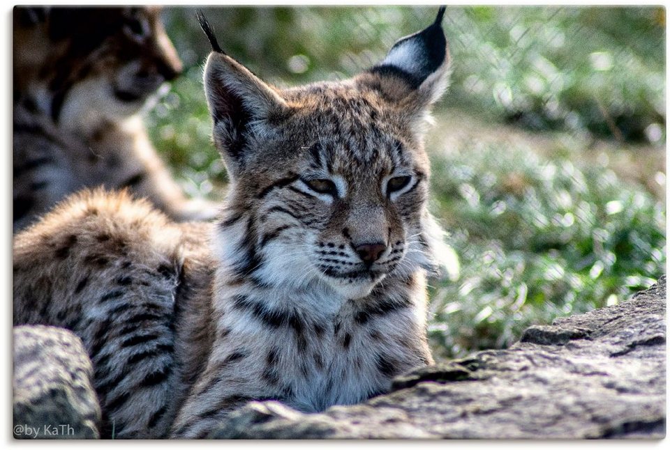 Artland Wandbild Luchs, Wildtiere (1 St), als Alubild, Leinwandbild,  Wandaufkleber oder Poster in versch. Größen