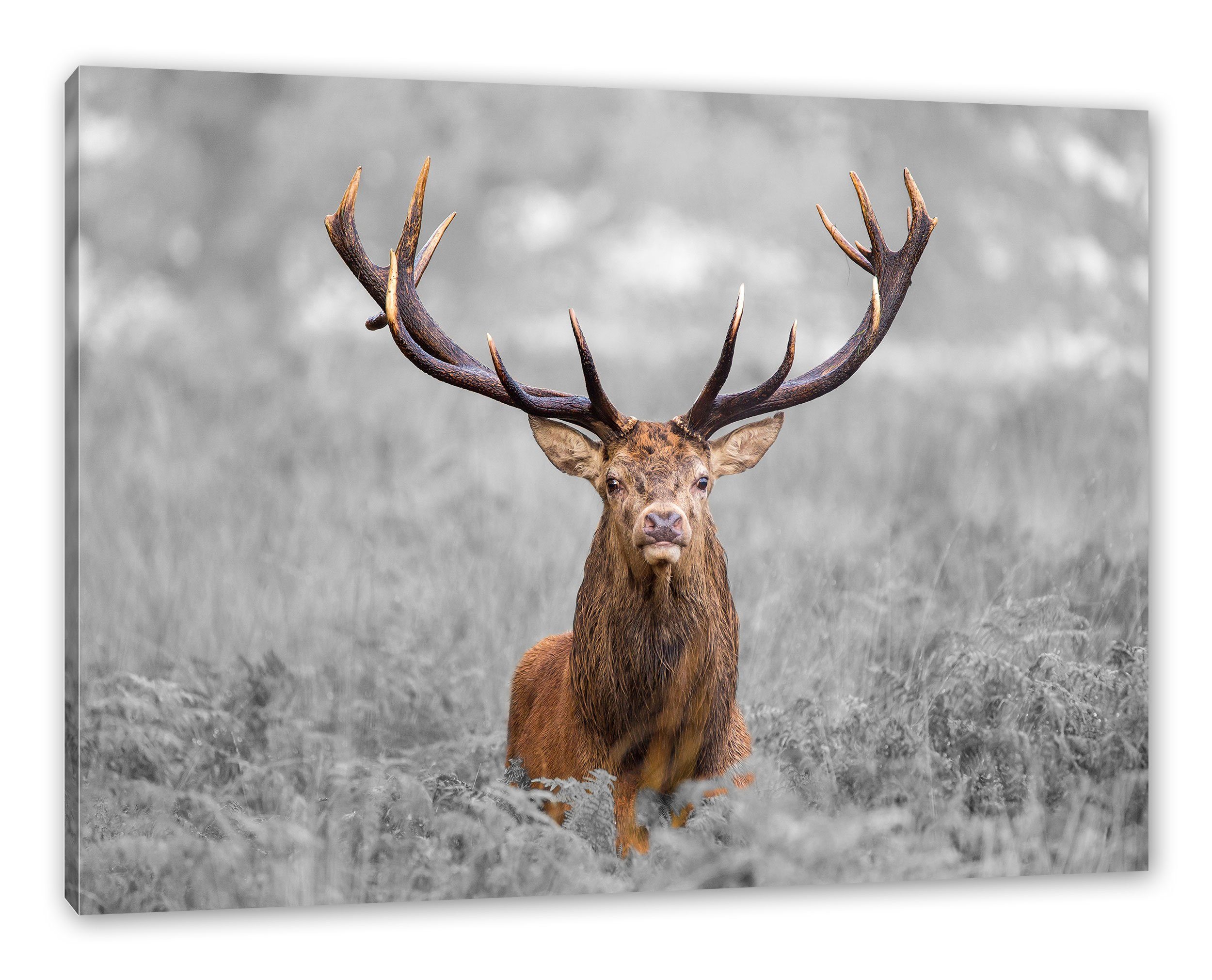 Pixxprint Leinwandbild Großer Hirsch im Feld, Großer Hirsch im Feld (1 St), Leinwandbild fertig bespannt, inkl. Zackenaufhänger