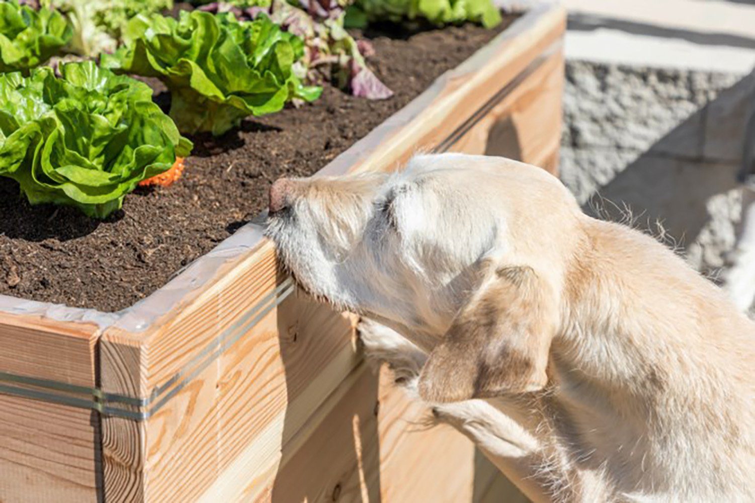 Kerbl Schneckenzaun Kerbl SnailStop Starter Set, Elektrischer Schneckenzaun, 291130, 3-St.