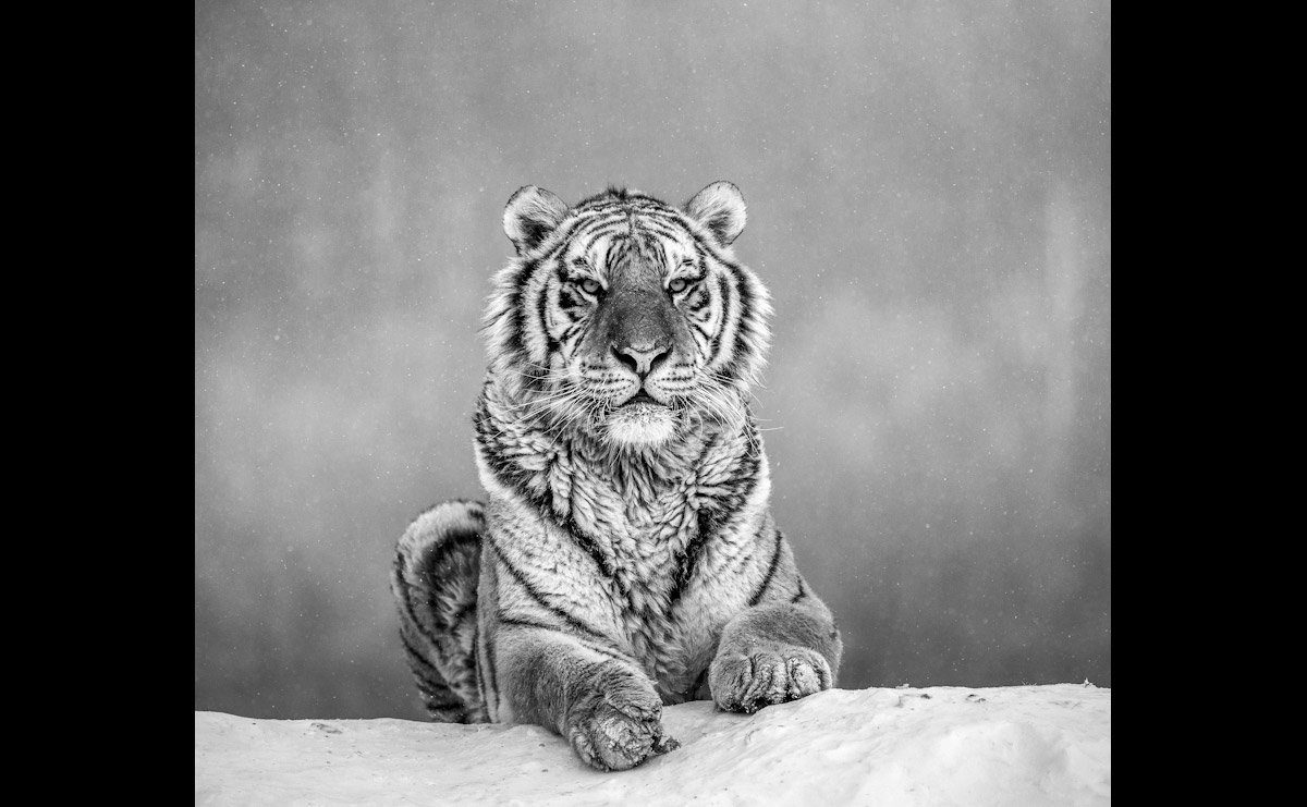 Tiger Portrait Fototapete Weiß Schwarz & Papermoon