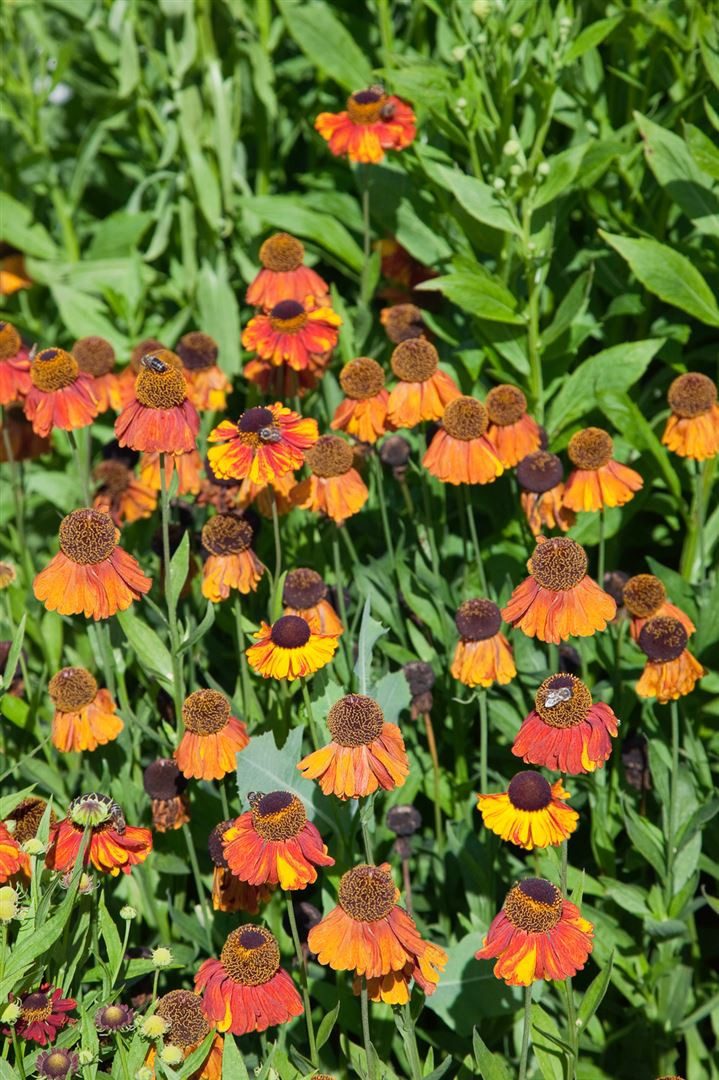 Pflanzen für Dich Staude Helenium 'Sahin's Early Flowerer', 1 St., Sonnenbraut