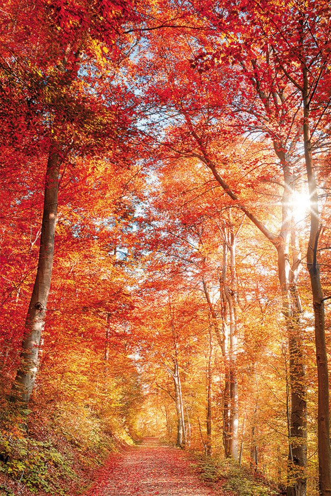 Bönninghoff Leinwandbild Wandbild BUNTER HERBSTWALD 60x90 cm – Leinwandbild Keilrahmen Deko, Baumbilder, Bäume, Landschaft, Natur, Wald, Waldbilder (1 St), auf Keilrahmen gespannt