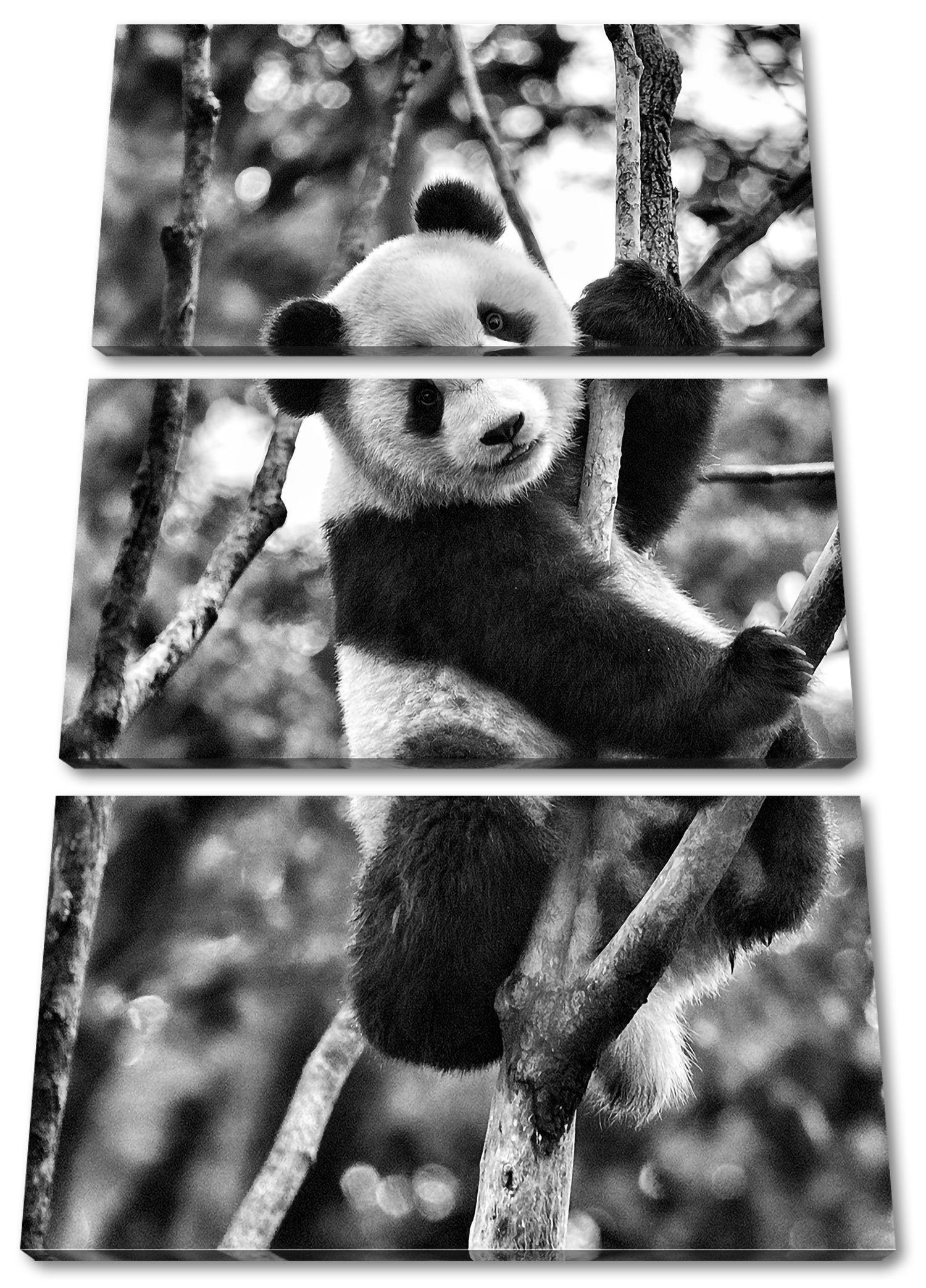 Pixxprint Leinwandbild niedlicher Pandabär auf Baum, niedlicher Pandabär auf Baum 3Teiler (120x80cm) (1 St), Leinwandbild fertig bespannt, inkl. Zackenaufhänger