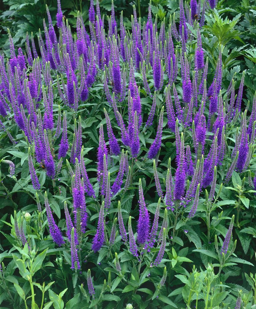 Pflanzen für Dich Staude Veronica long. Blauriesin, 1 St., Langblättriger Ehrenpreis, Ehrenpreis
