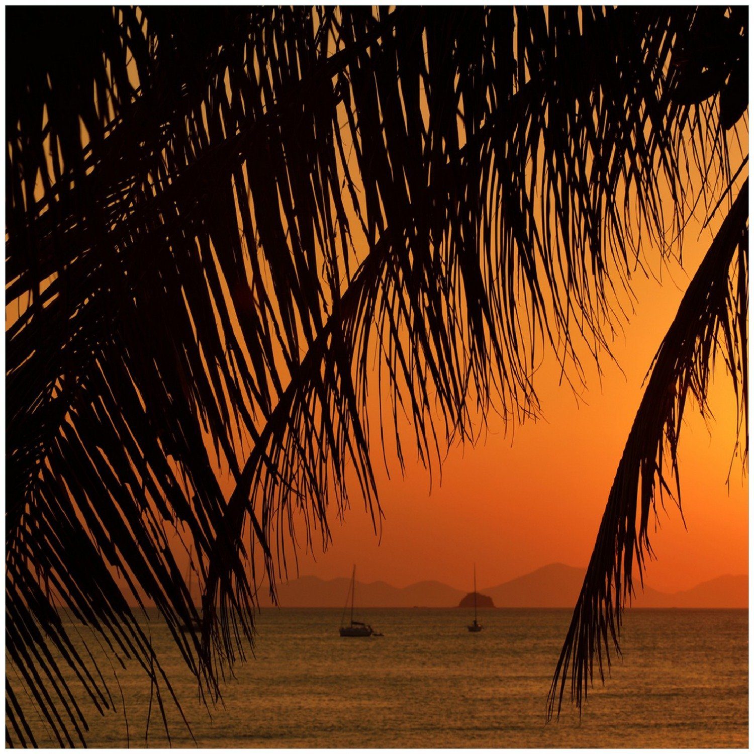 Wallario Memoboard Sonnenuntergang unter Palmenblättern