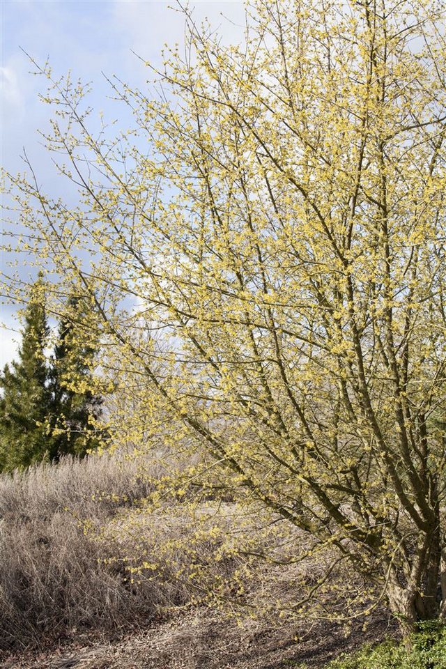 Pflanzen für Dich Gehölze Cornus mas, 1 St., Kornelkirsche, Gelber Hartriegel