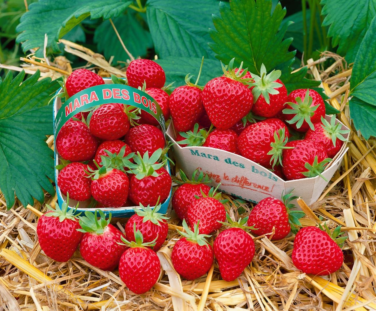 Pflanzen für Dich Obstpflanze Fragaria Mara des Bois, 1 St., Erdbeere, Gartenerdbeere, aromatisch, remontierend