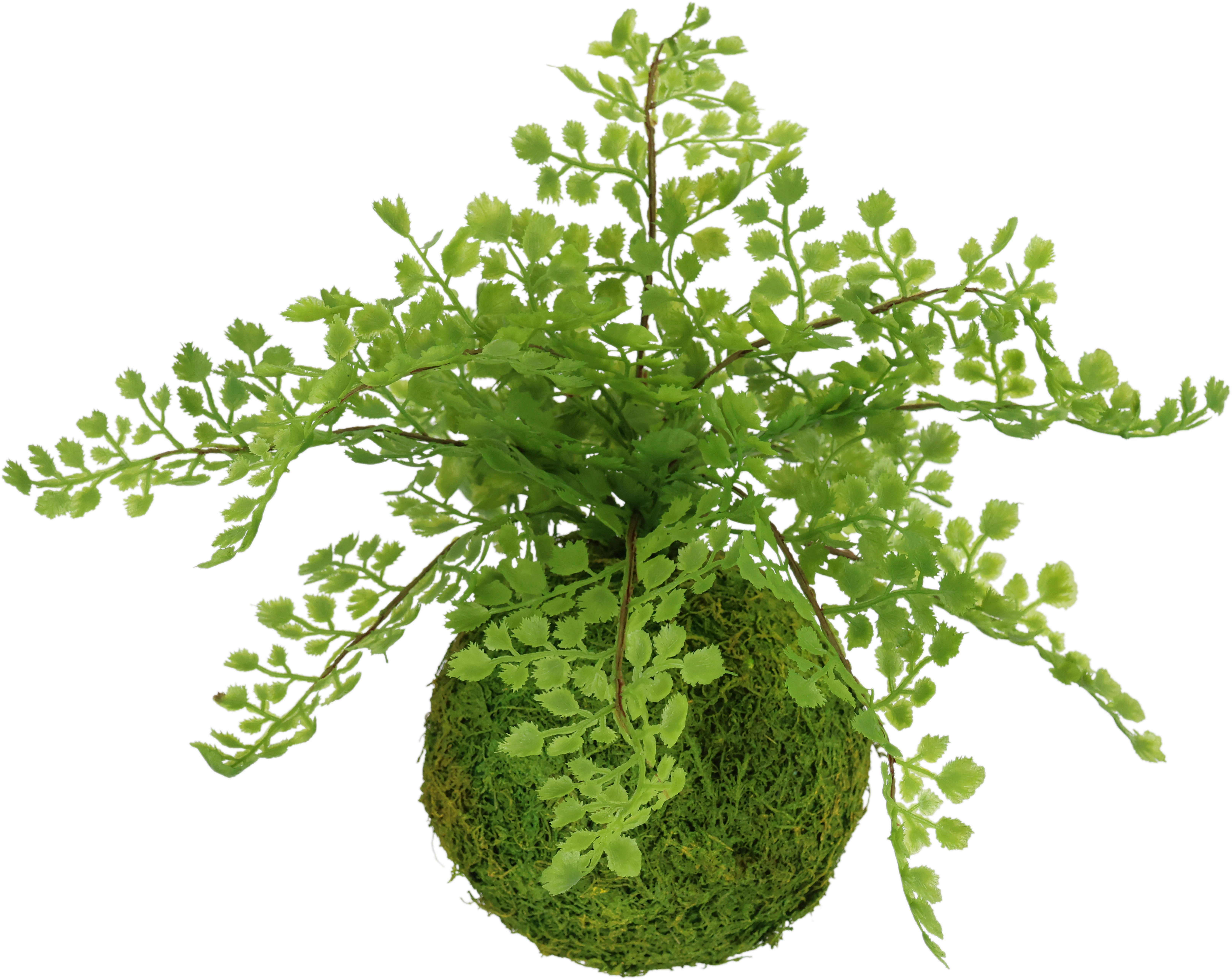 Kunstpflanze Farnbusch auf Mooskugel, I.GE.A., Höhe 30 cm, Künstliche Pflanze Waldfarn