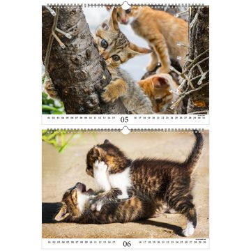 Seelenzauber ewige Kalender Katzenzauber DIN A3 - Immerwährender Kalender Katzen und Katzenbabys