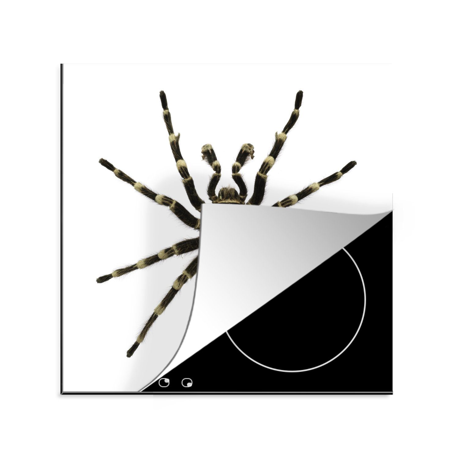 MuchoWow Herdblende-/Abdeckplatte Brasilianischer Weißstorch Spinne auf einem weißen Hintergrund, Vinyl, (1 tlg), 78x78 cm, Ceranfeldabdeckung, Arbeitsplatte für küche