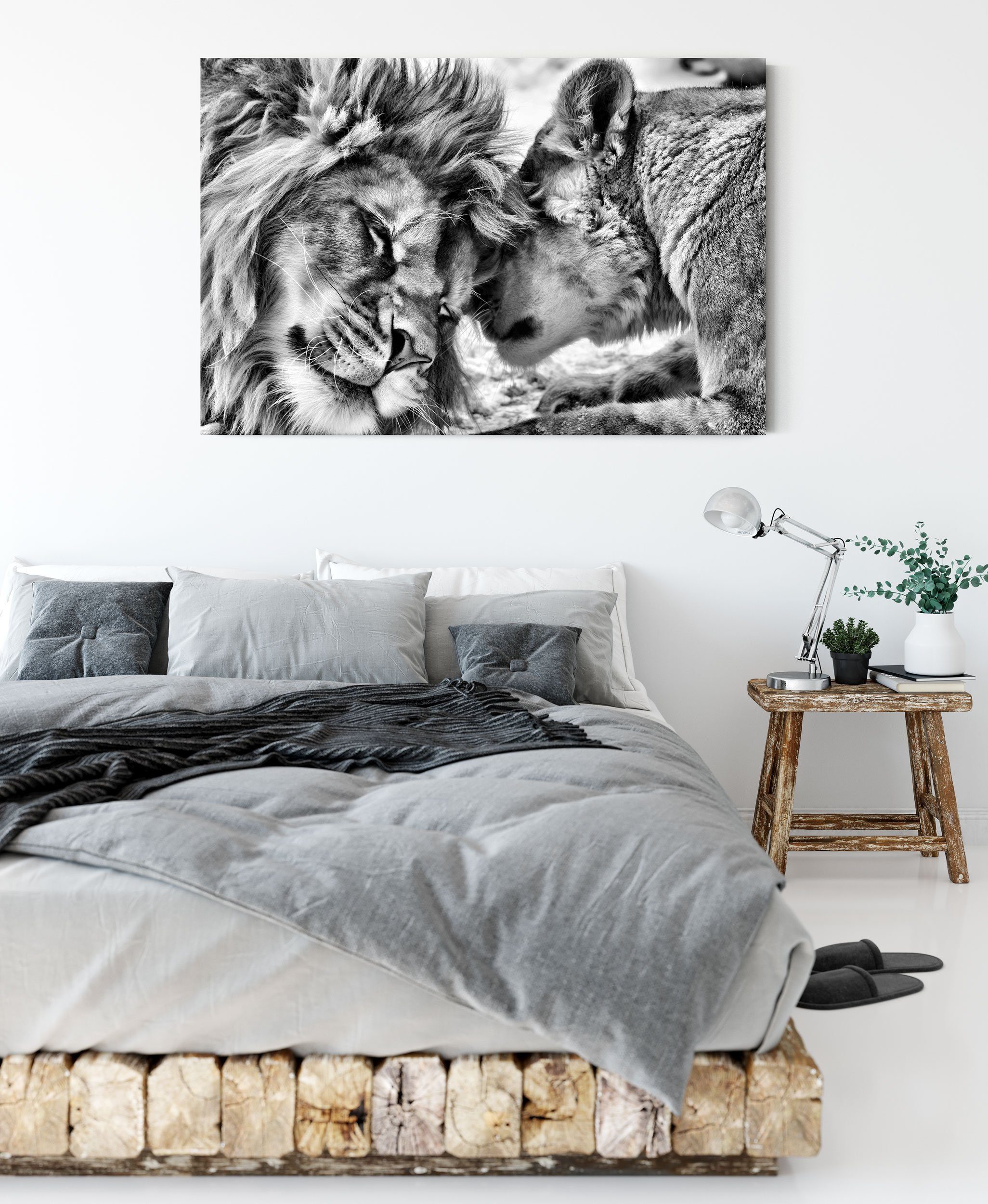 Kuschelnde Löwen, Pixxprint (1 Zackenaufhänger Leinwandbild Löwen Leinwandbild fertig bespannt, Kuschelnde inkl. St),