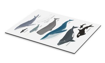Posterlounge XXL-Wandbild Sandy Lohß, Wale, Klassenzimmer Illustration